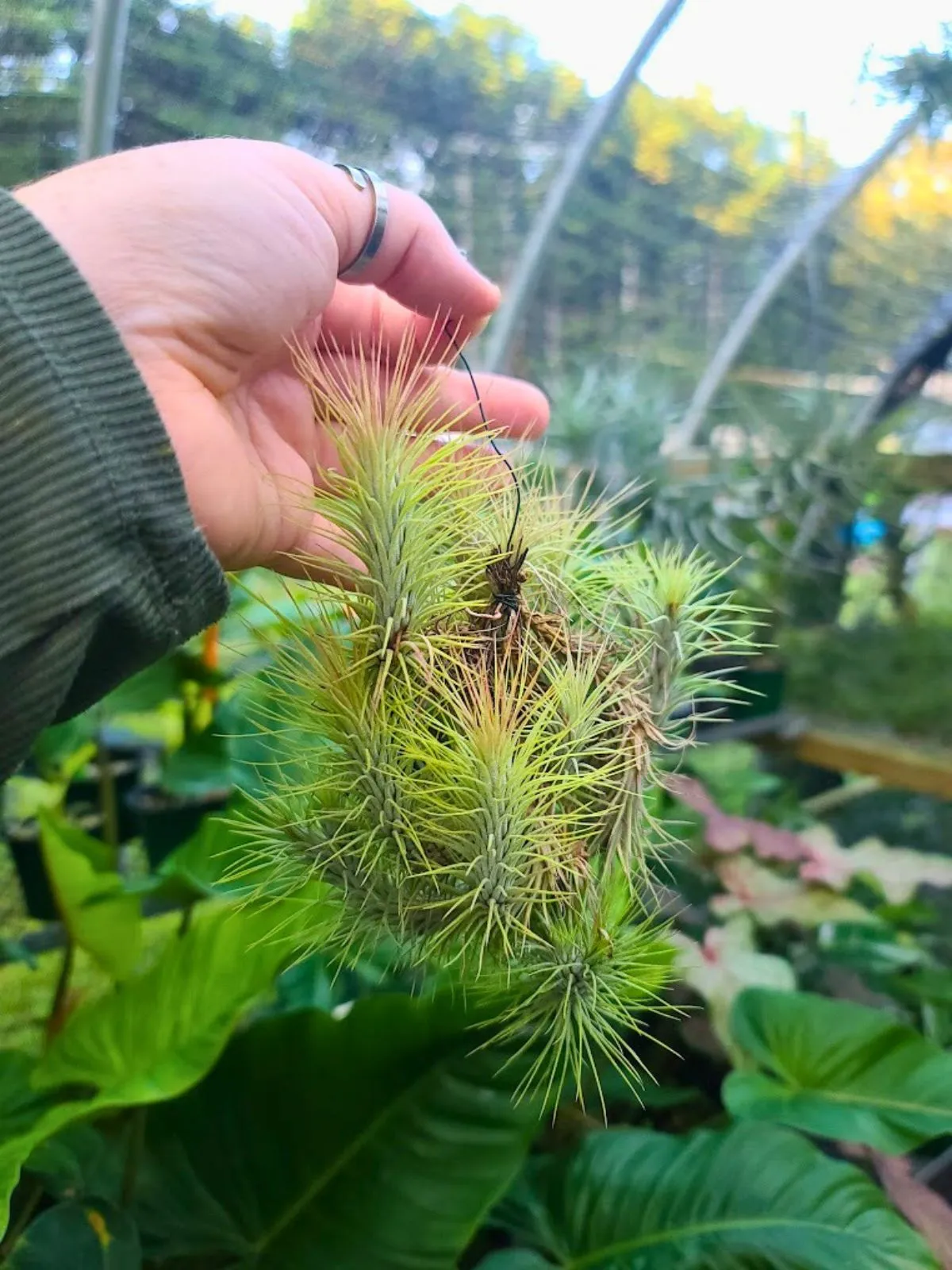 Hanging Funckiana Air Plant Clump on Wire