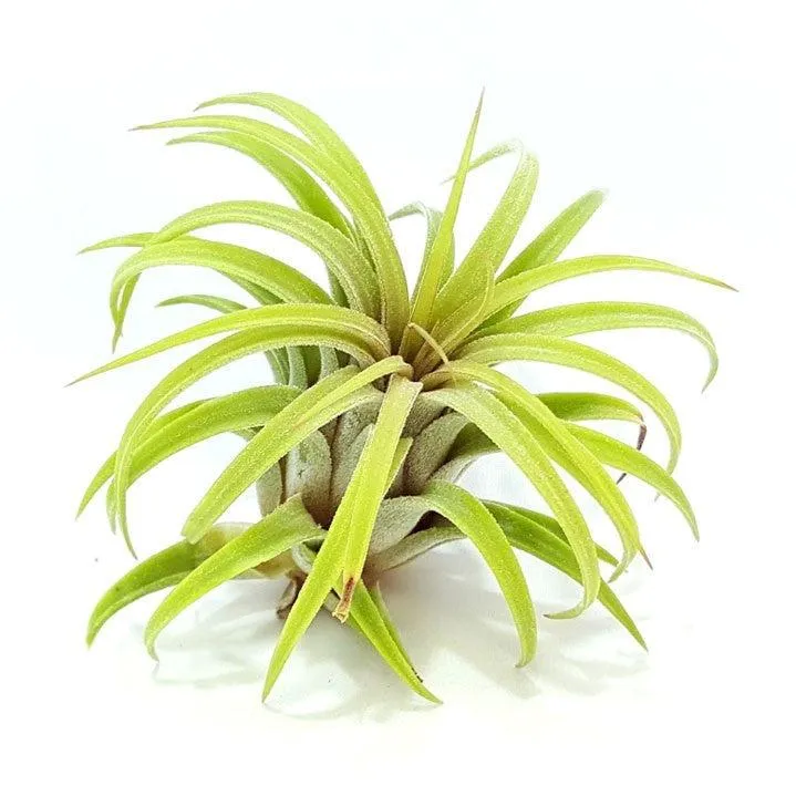 Ionantha Rubra Air Plant (Small)