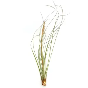 Juncea Air Plant (Small)