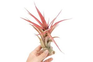 Large Tillandsia Abdita Brachycaulos Air Plants / 5-6 Inch Plants