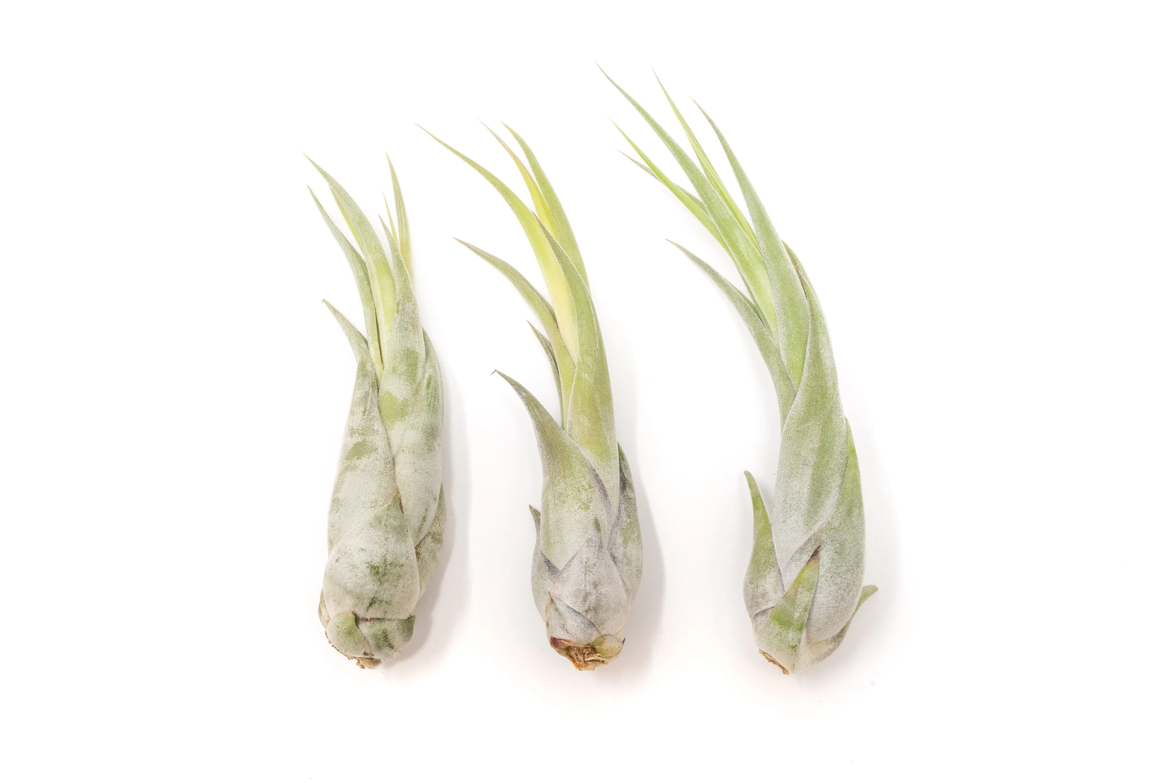 Large Tillandsia Circinata Air Plants / 5-8 Inch Plants