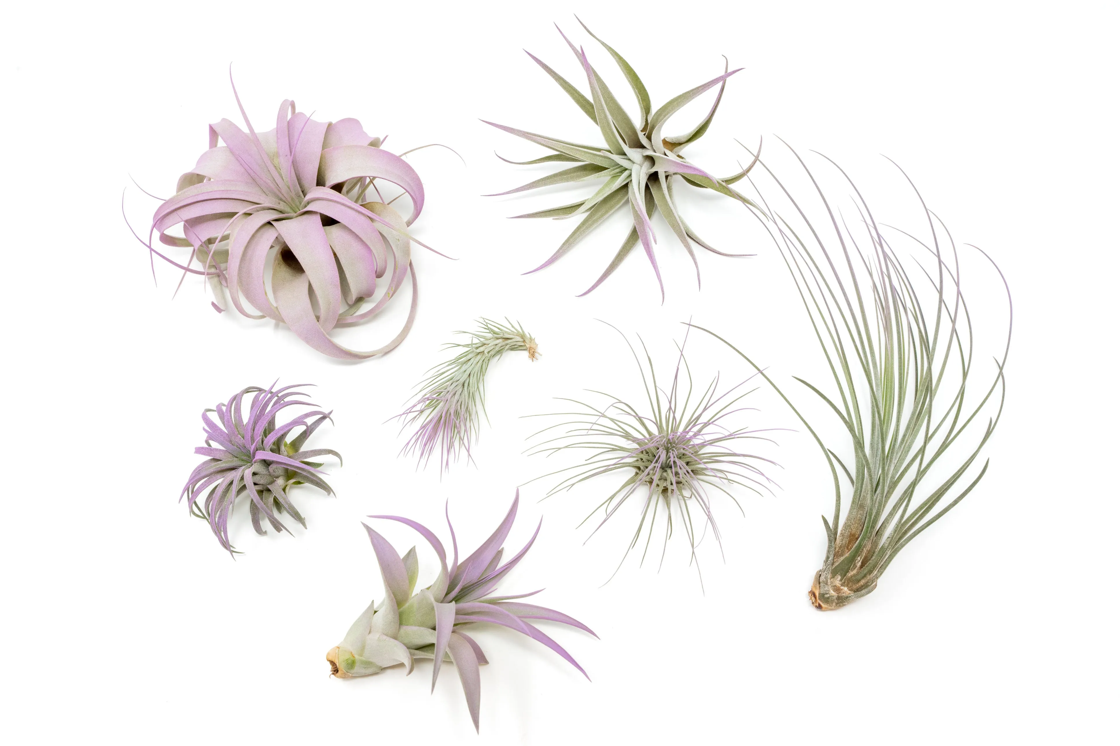 Lavender Enhanced Tillandsia Air Plants - Colorful Air Plants