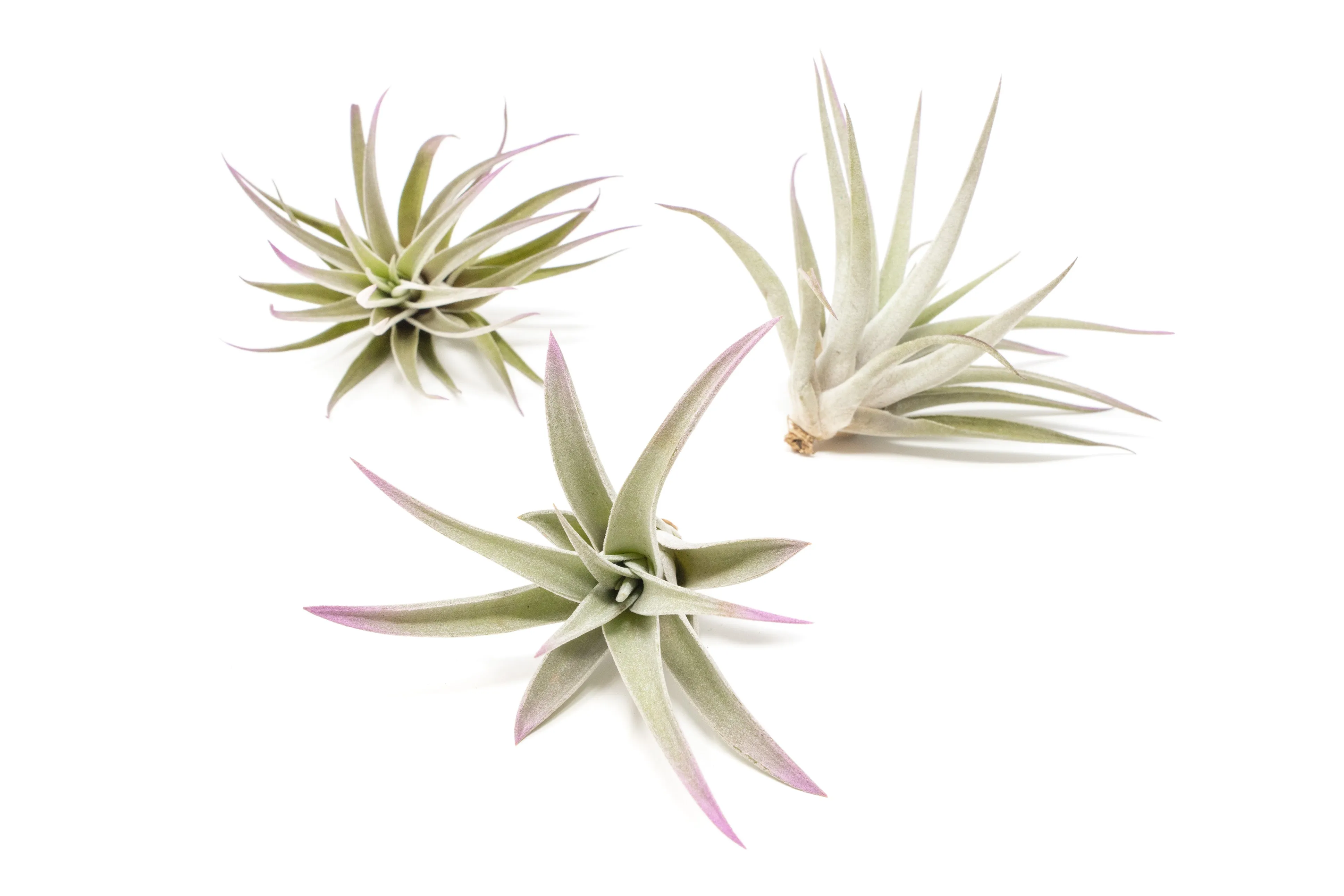 Lavender Enhanced Tillandsia Air Plants - Colorful Air Plants