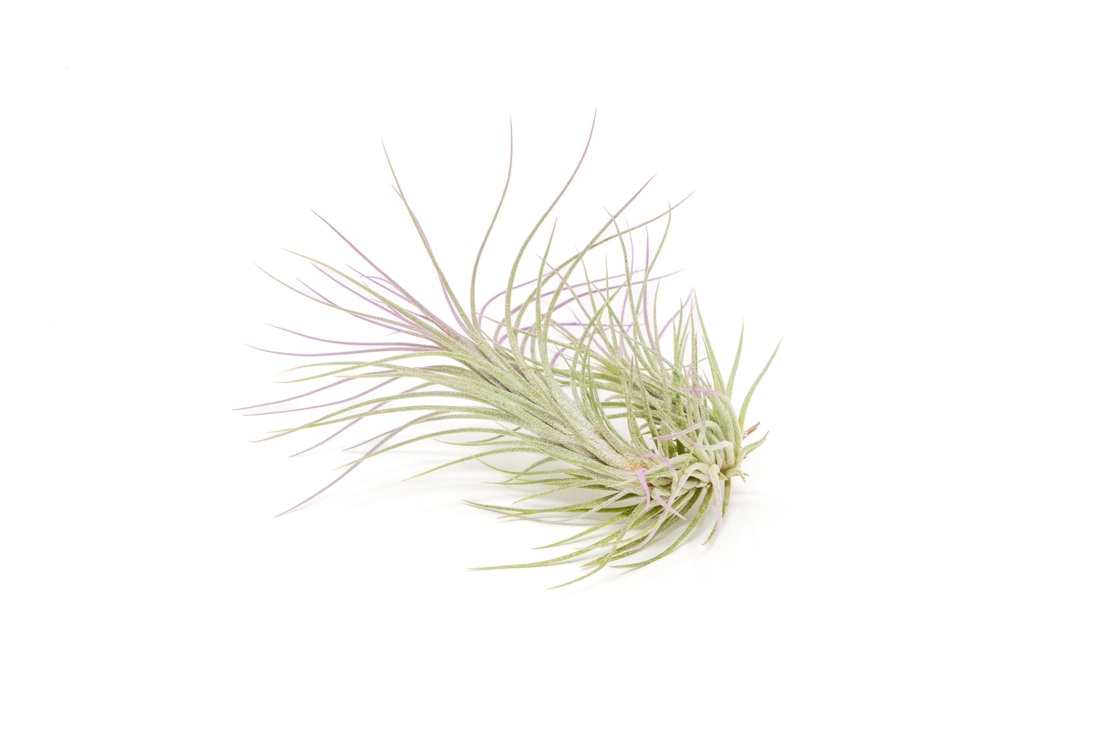 Lavender Enhanced Tillandsia Air Plants - Colorful Air Plants