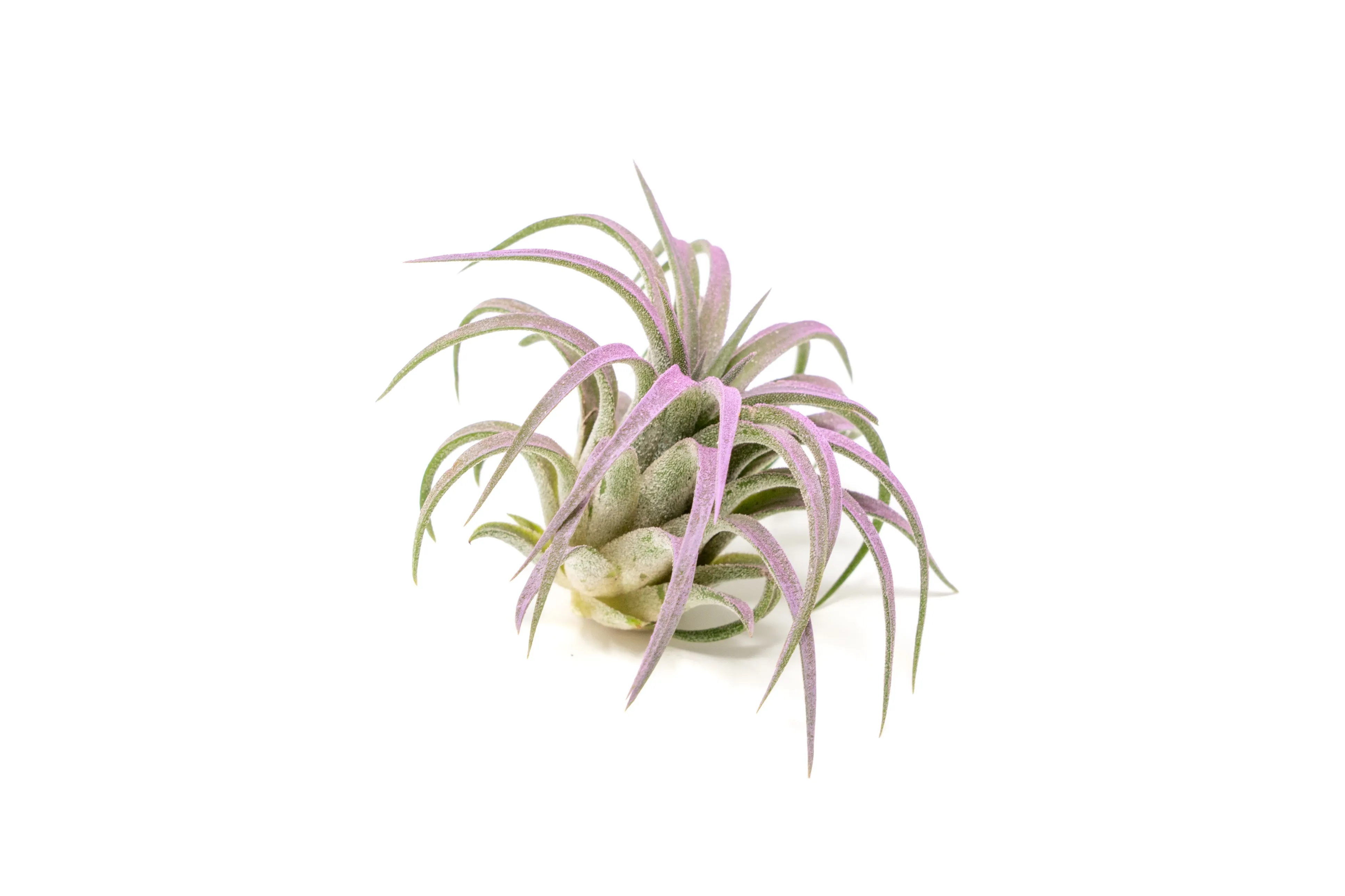 Lavender Enhanced Tillandsia Air Plants - Colorful Air Plants