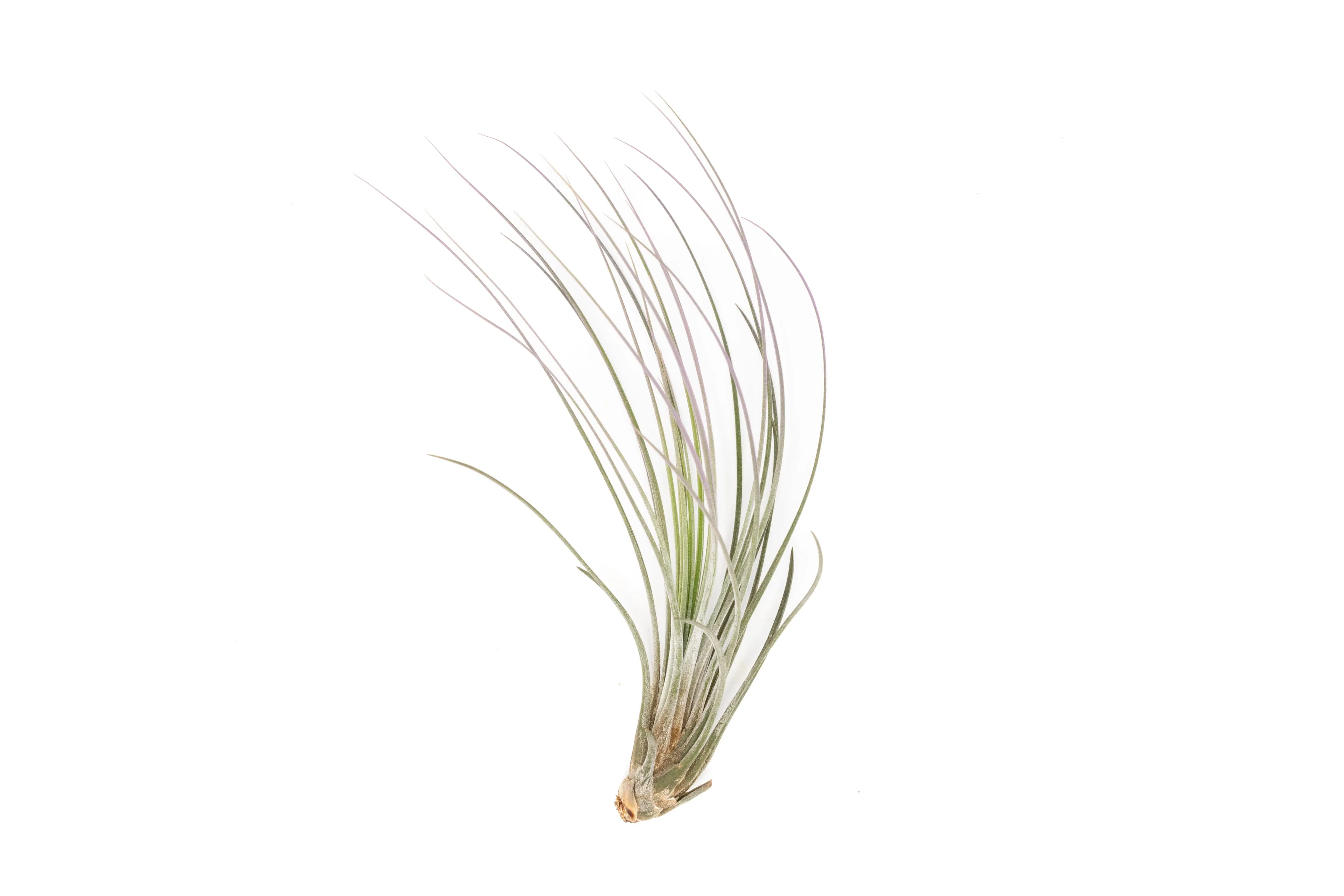 Lavender Enhanced Tillandsia Air Plants - Colorful Air Plants