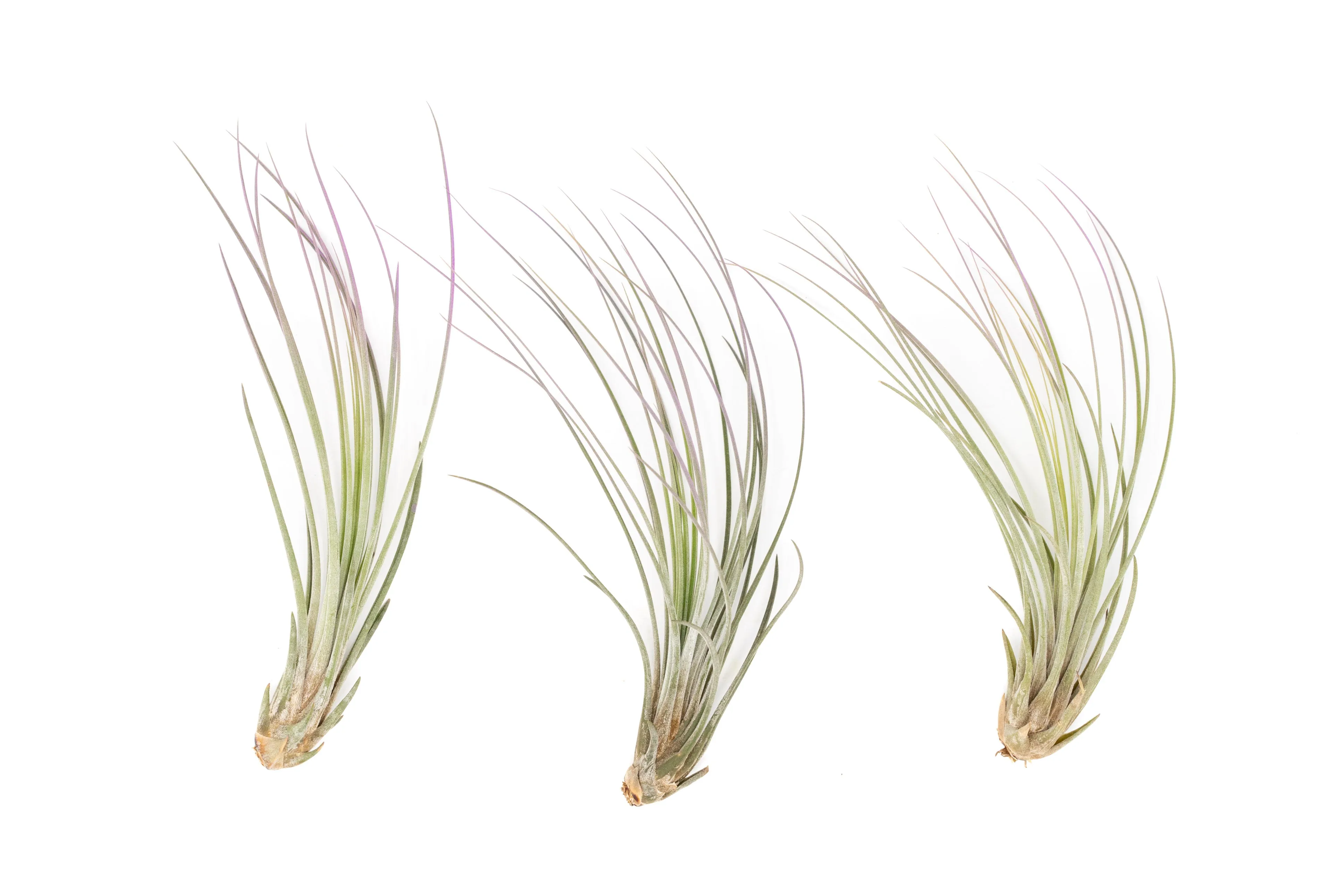 Lavender Enhanced Tillandsia Air Plants - Colorful Air Plants