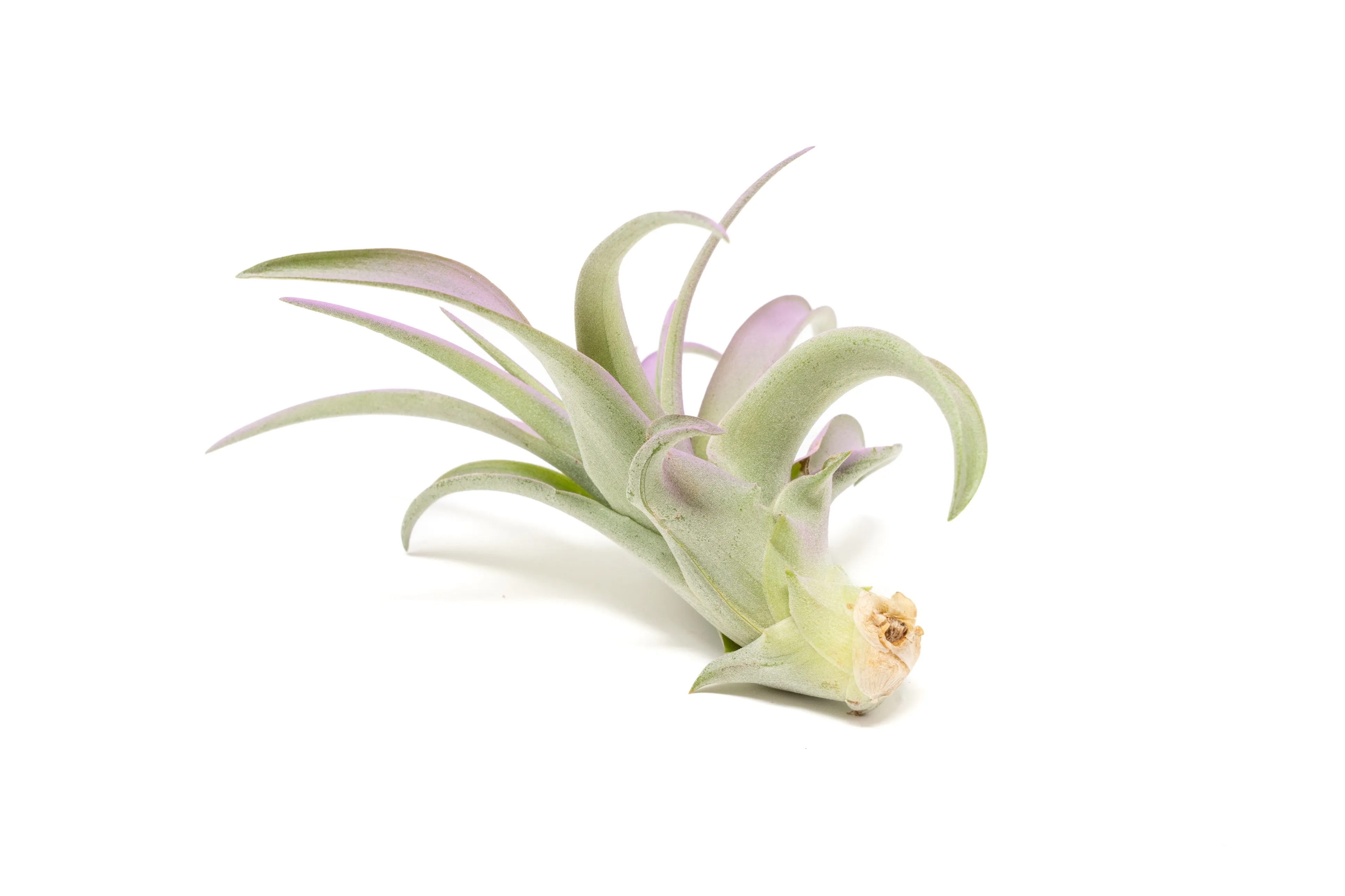 Lavender Enhanced Tillandsia Air Plants - Colorful Air Plants