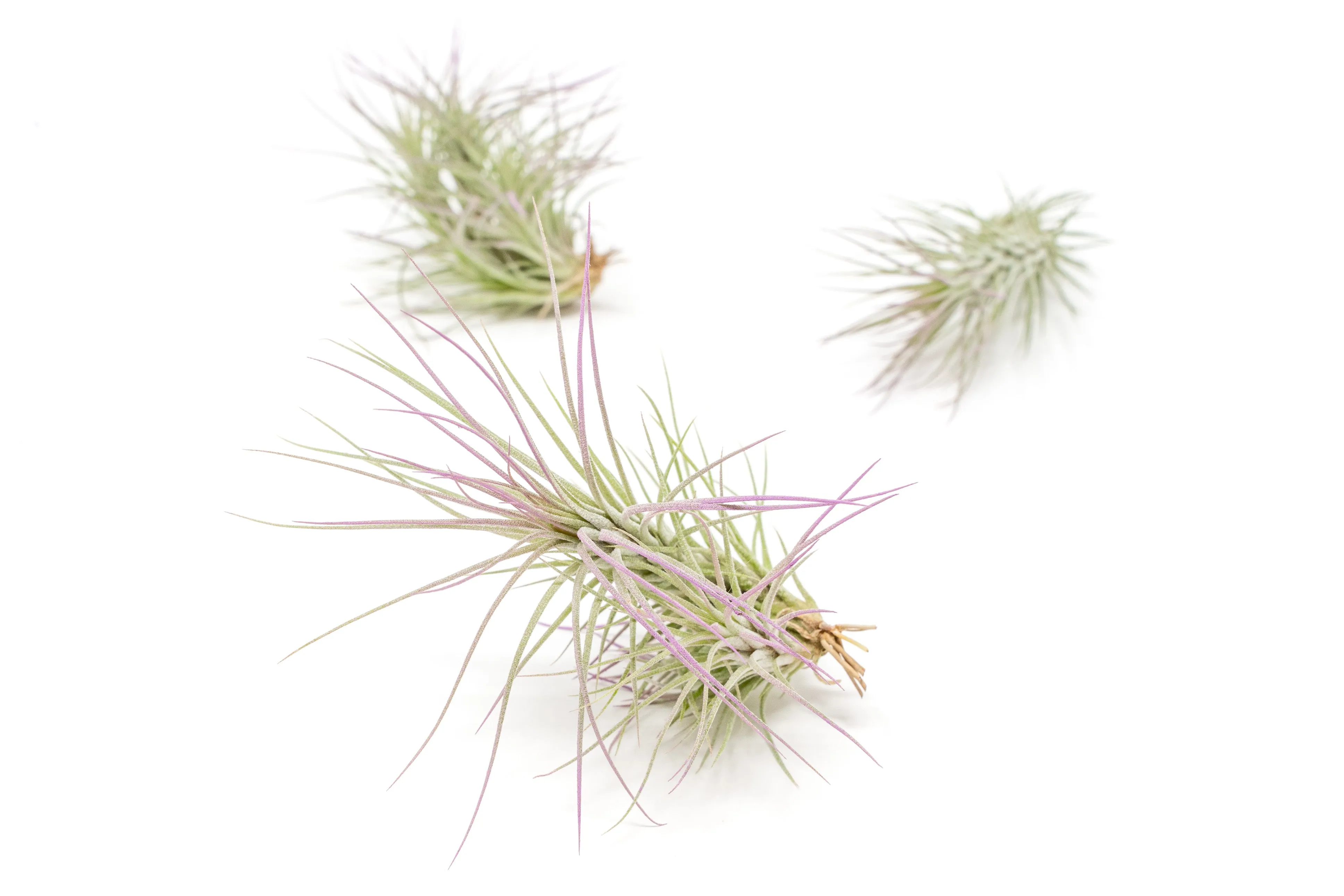 Lavender Enhanced Tillandsia Air Plants - Colorful Air Plants