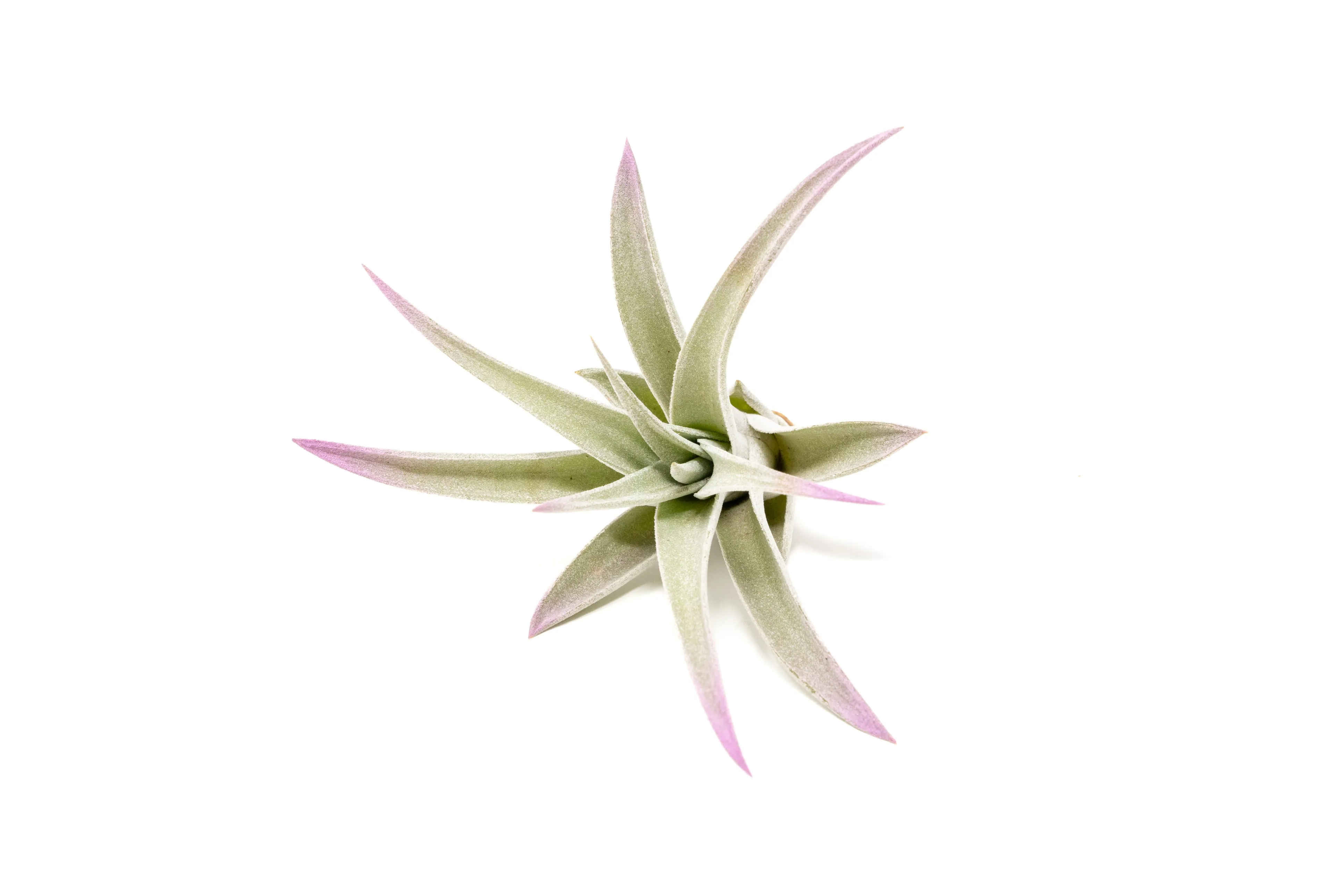 Lavender Enhanced Tillandsia Air Plants - Colorful Air Plants