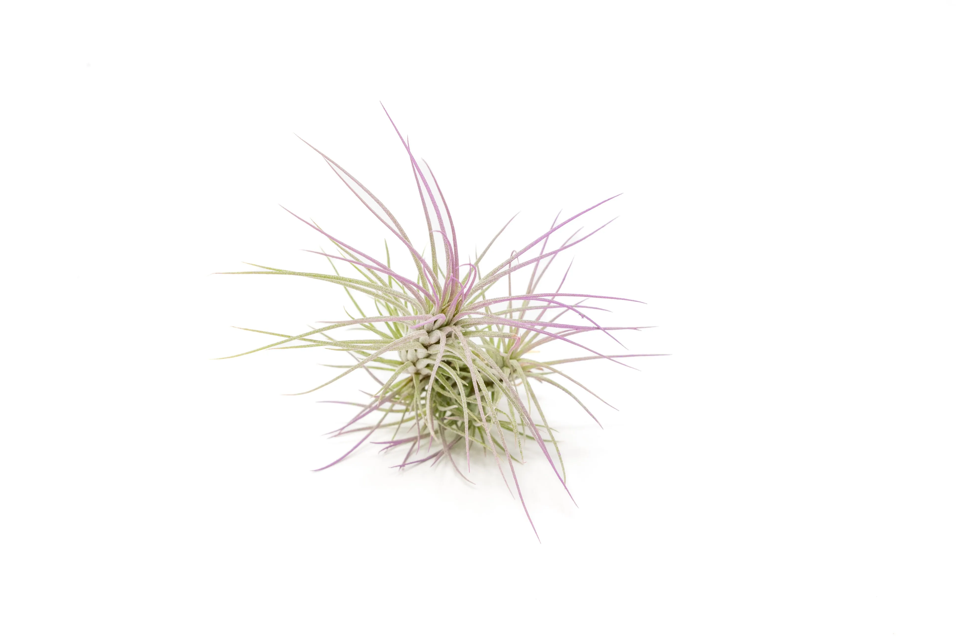 Lavender Enhanced Tillandsia Air Plants - Colorful Air Plants