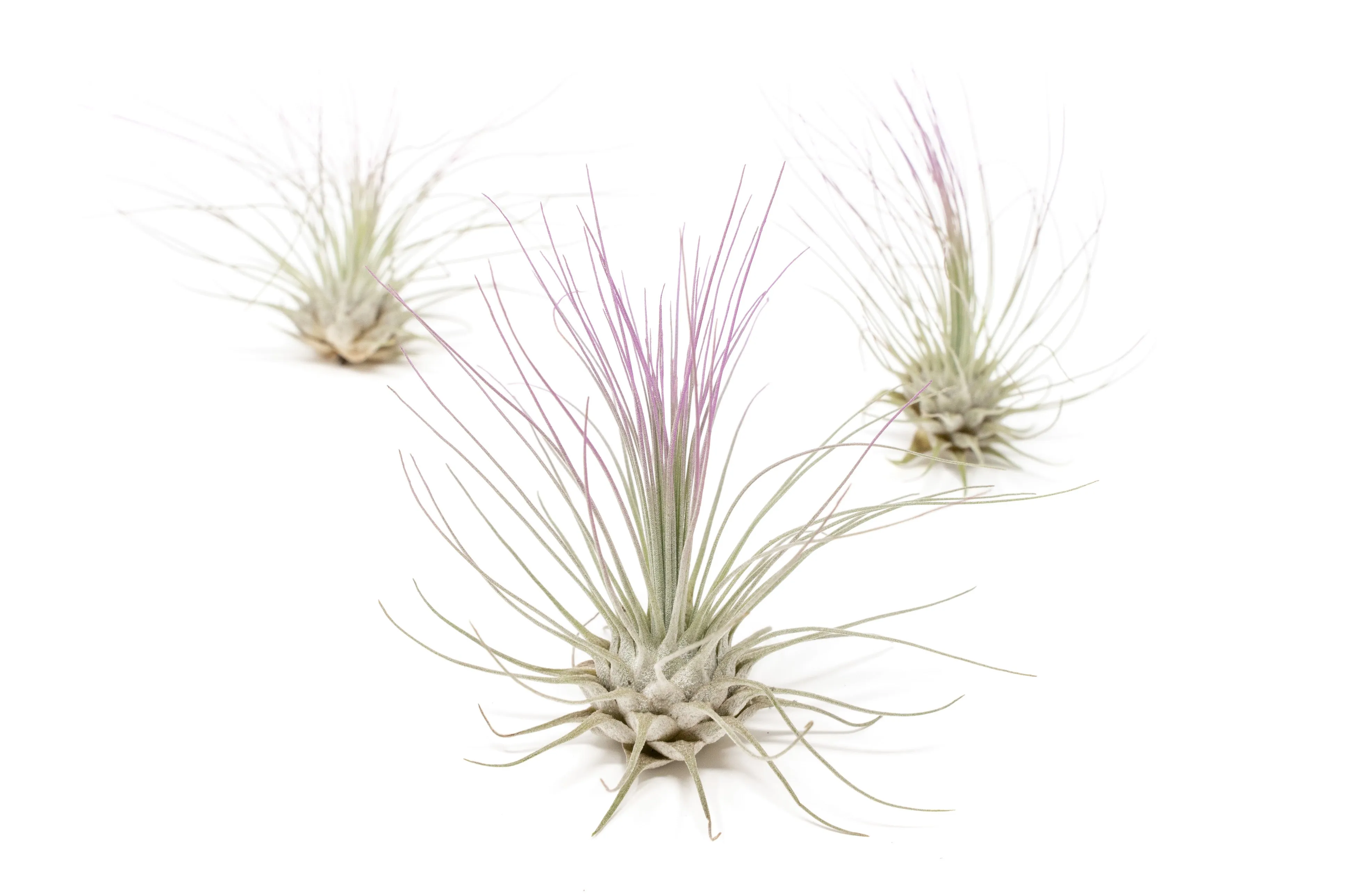 Lavender Enhanced Tillandsia Air Plants - Colorful Air Plants