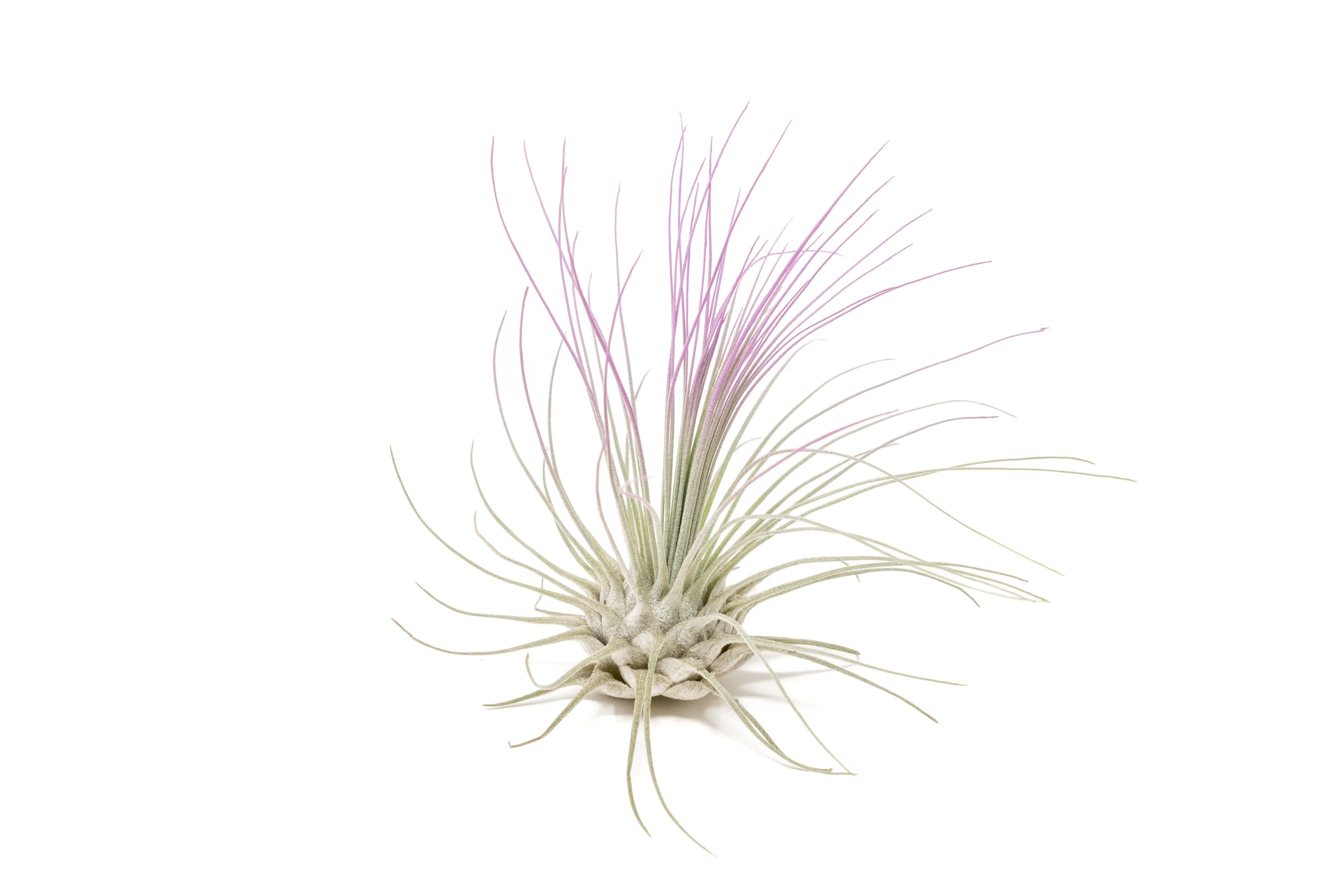 Lavender Enhanced Tillandsia Air Plants - Colorful Air Plants