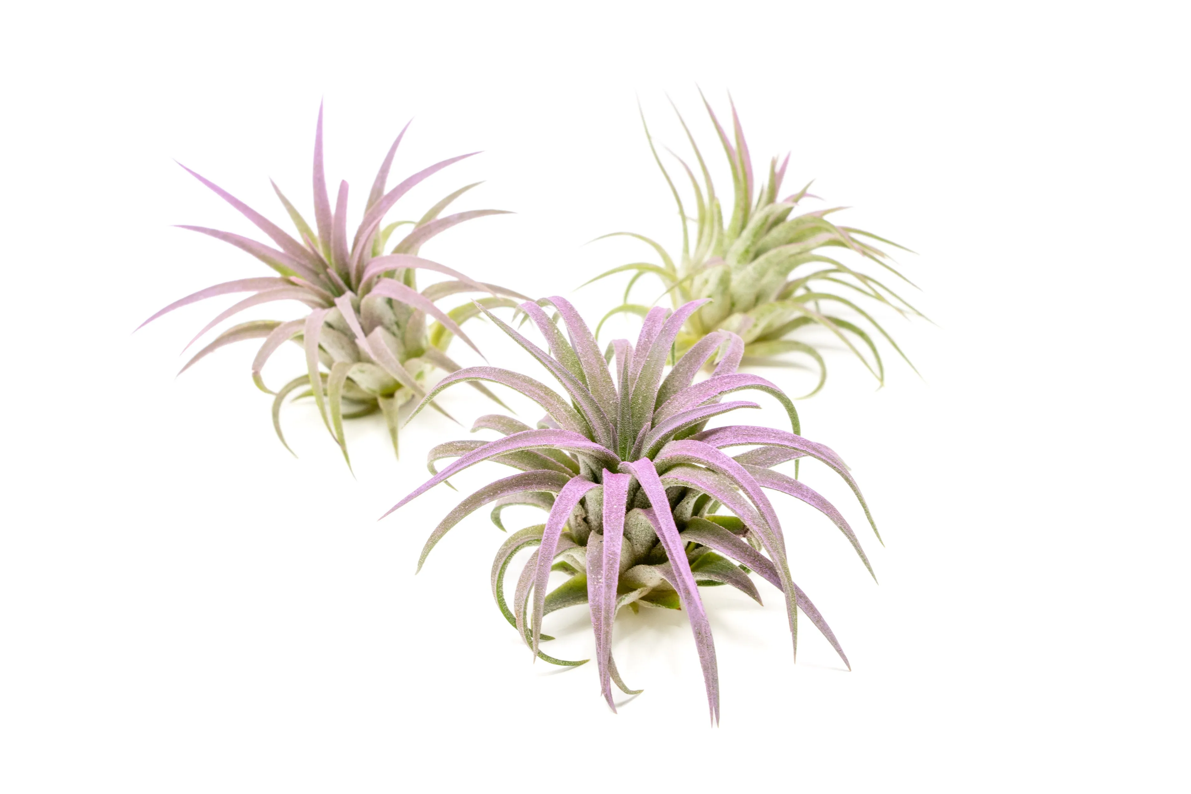 Lavender Enhanced Tillandsia Air Plants - Colorful Air Plants