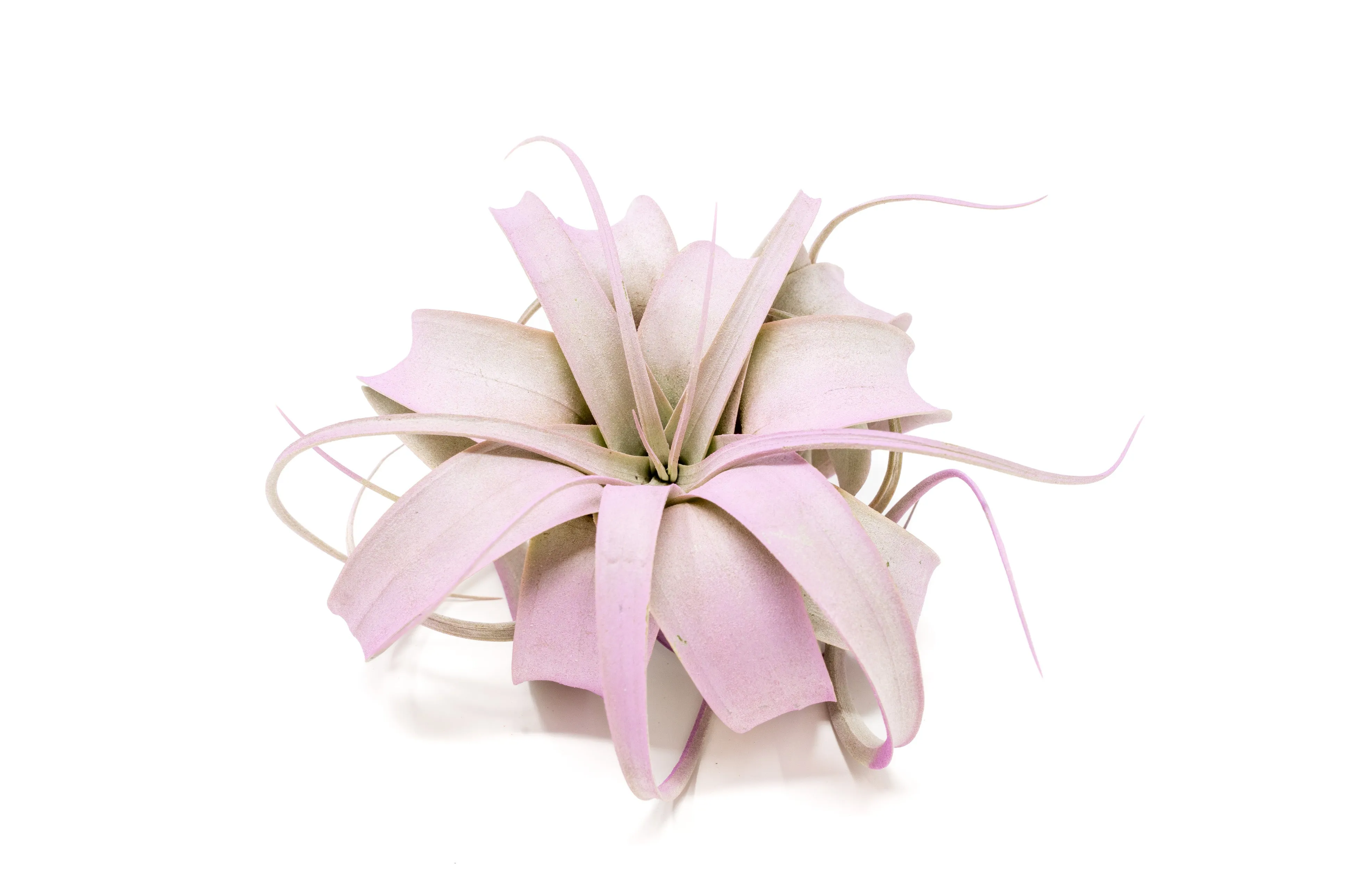 Lavender Enhanced Tillandsia Air Plants - Colorful Air Plants