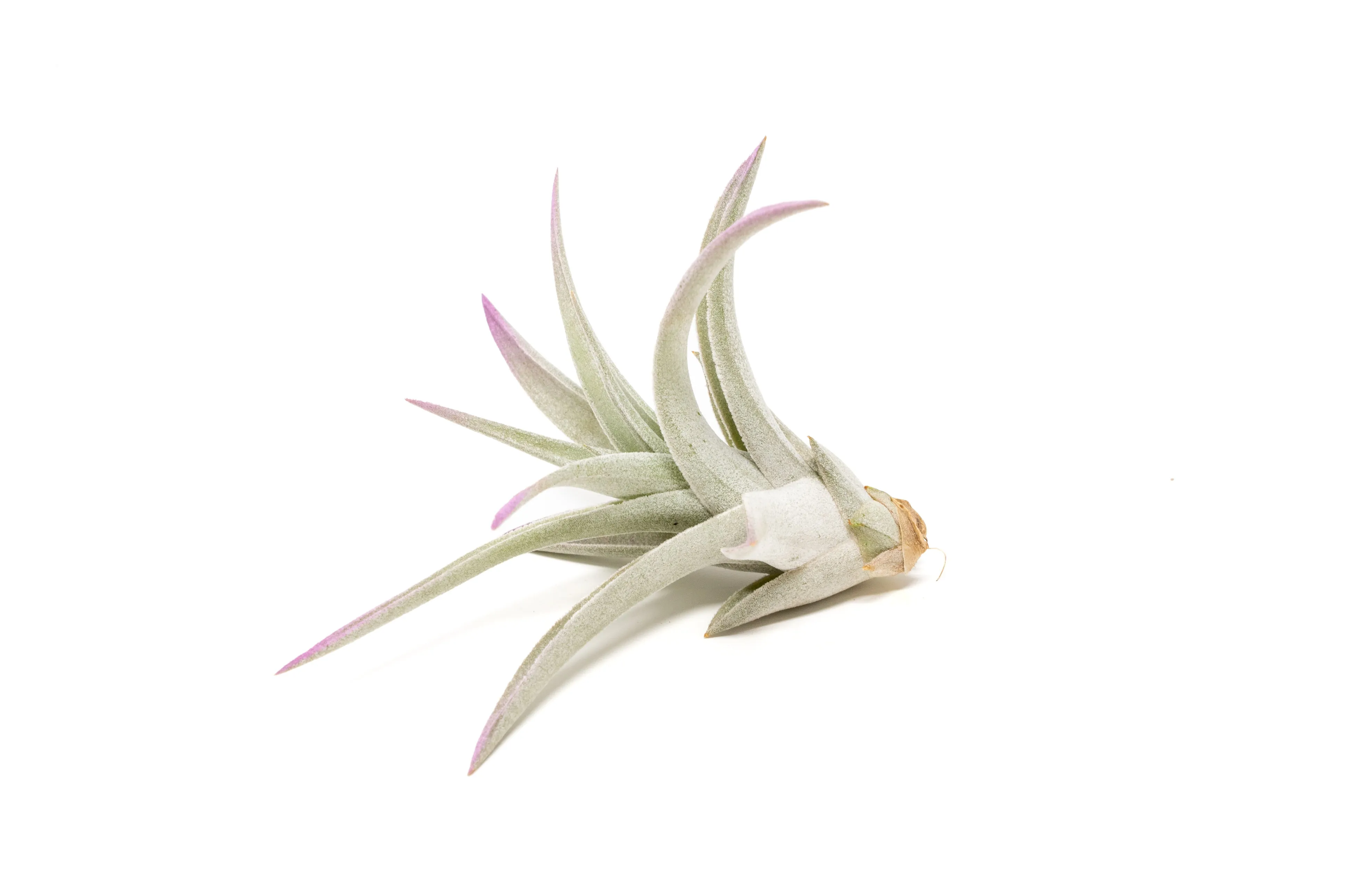 Lavender Enhanced Tillandsia Air Plants - Colorful Air Plants