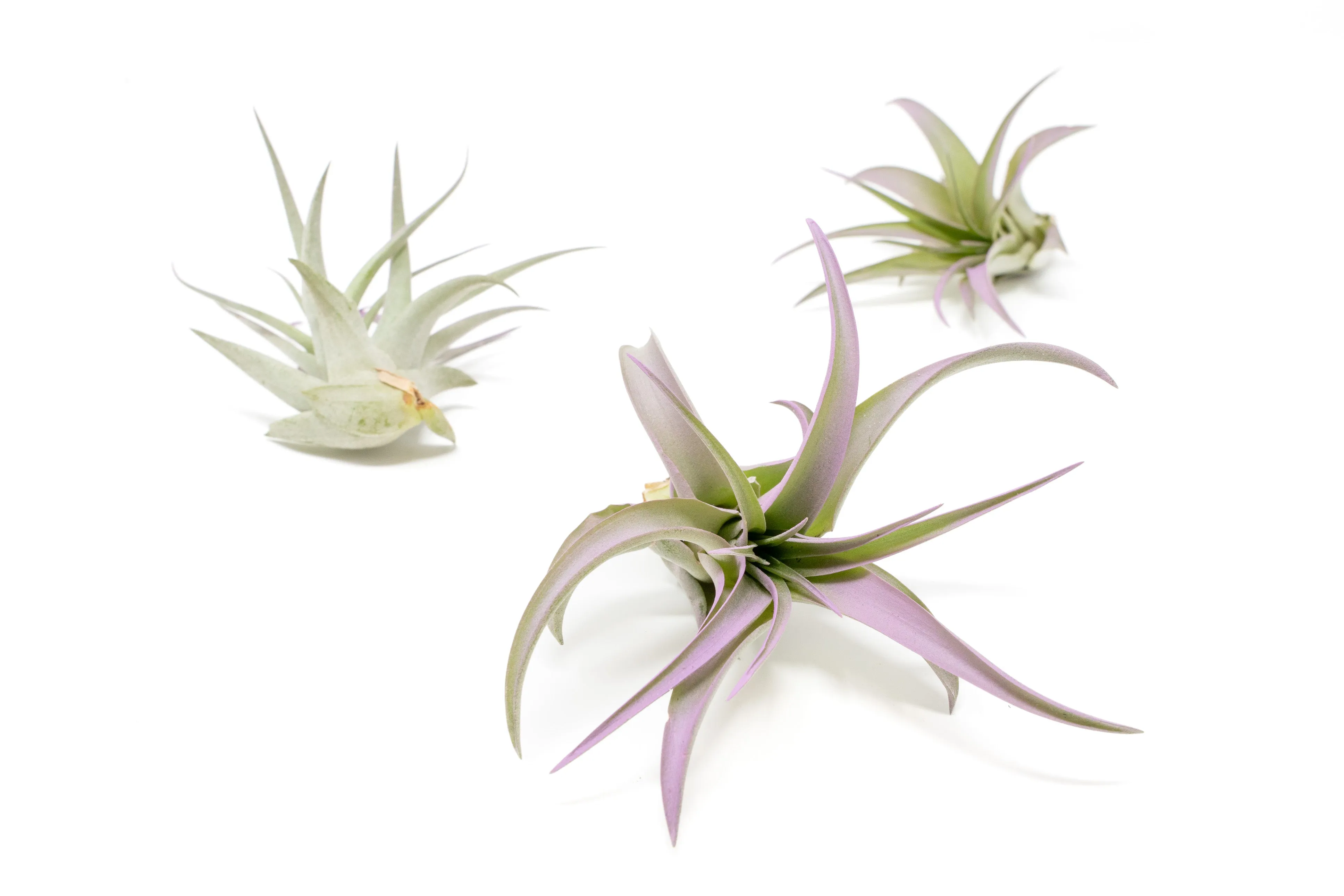 Lavender Enhanced Tillandsia Air Plants - Colorful Air Plants