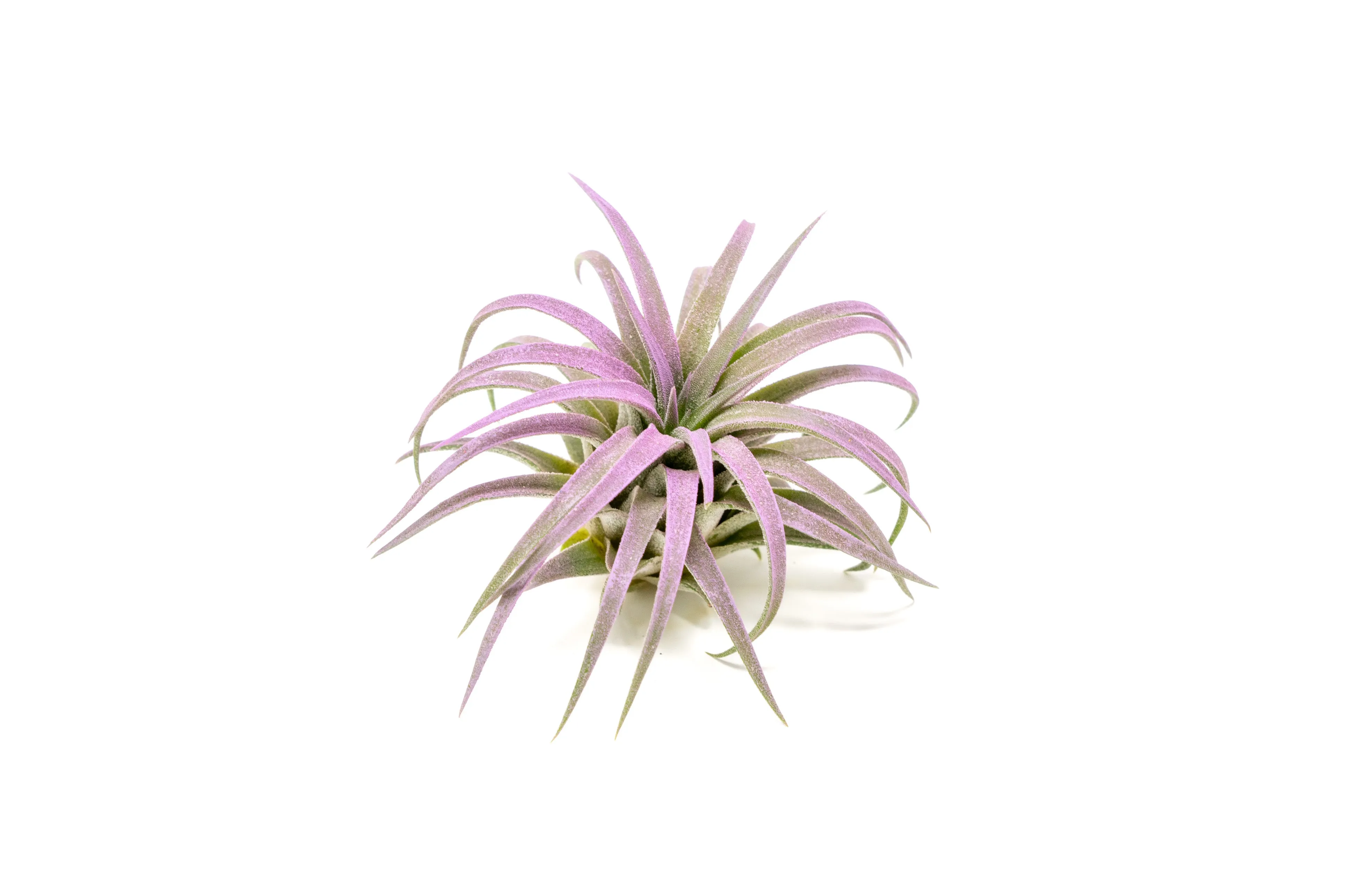 Lavender Enhanced Tillandsia Air Plants - Colorful Air Plants