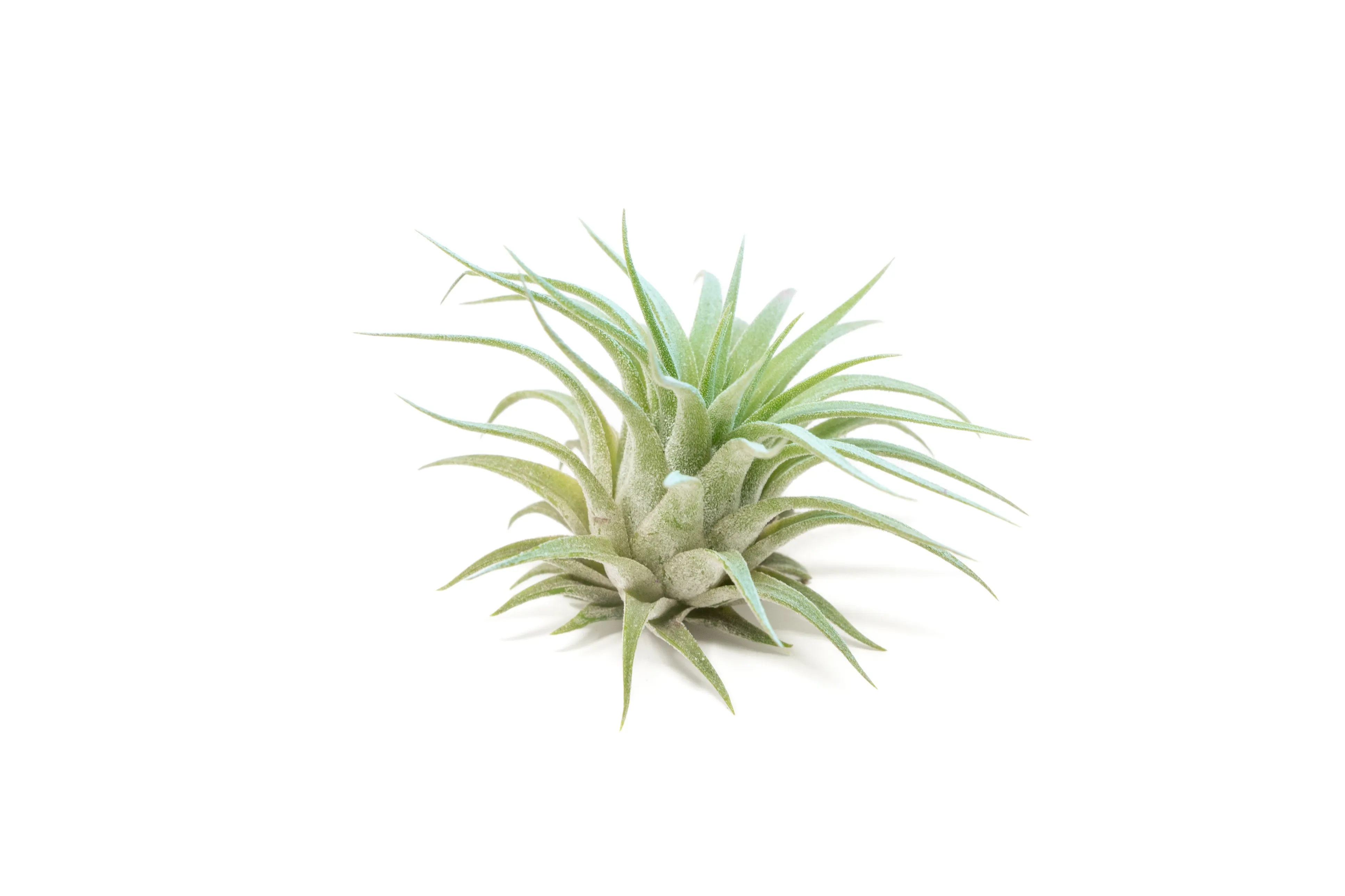 Light Blue Enhanced Tillandsia Air Plants - Colorful Air Plants