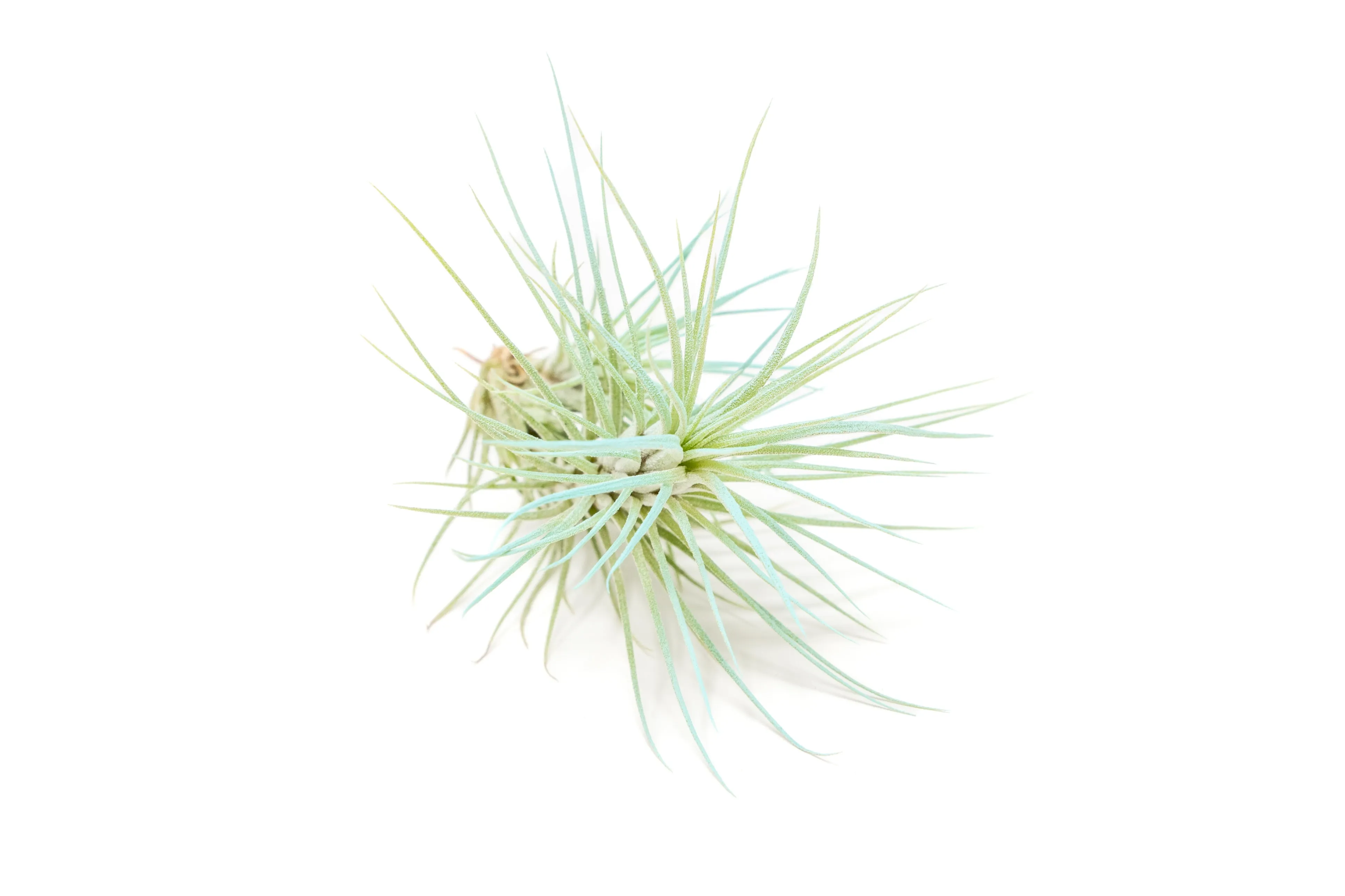 Light Blue Enhanced Tillandsia Air Plants - Colorful Air Plants