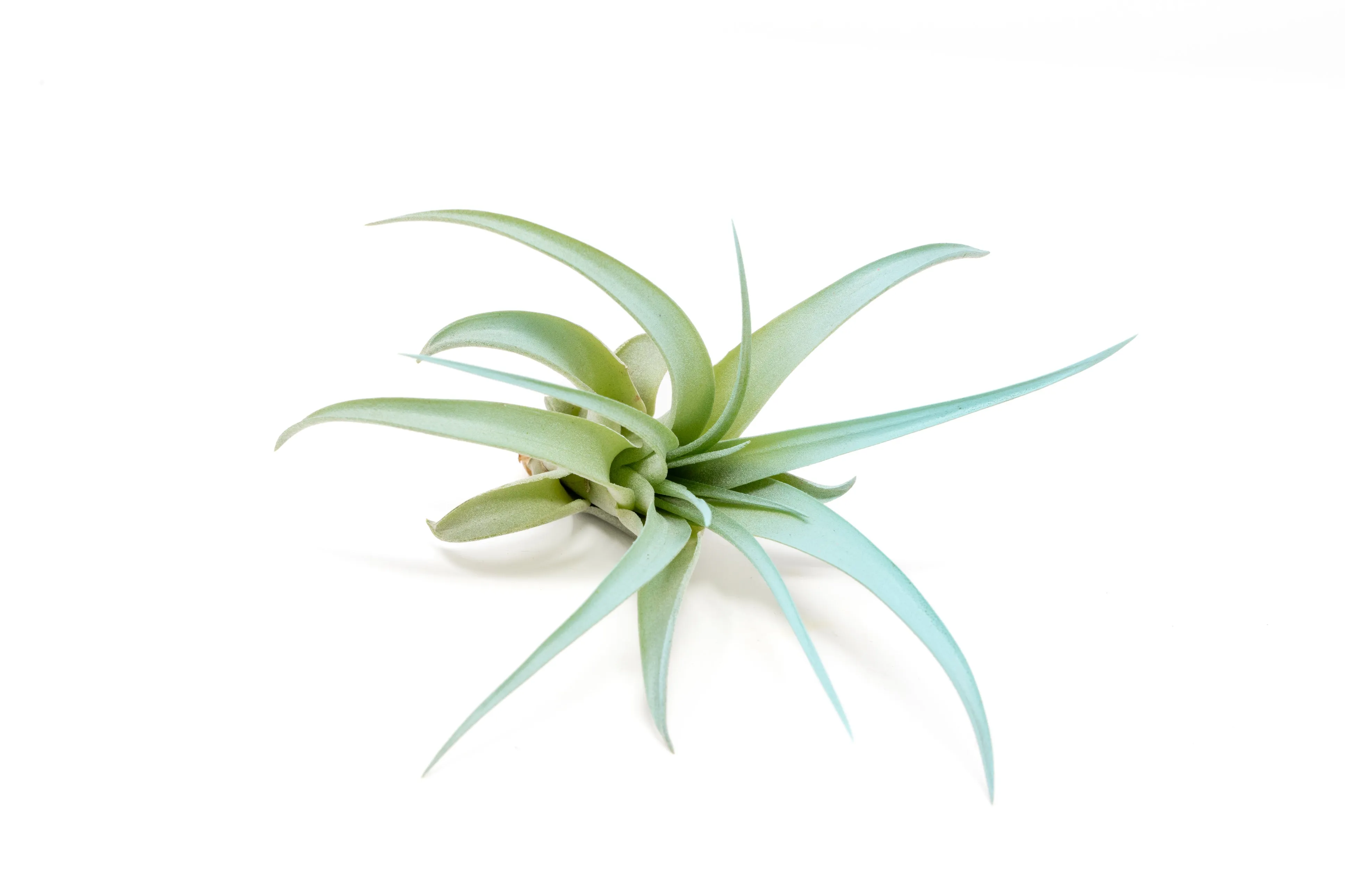 Light Blue Enhanced Tillandsia Air Plants - Colorful Air Plants