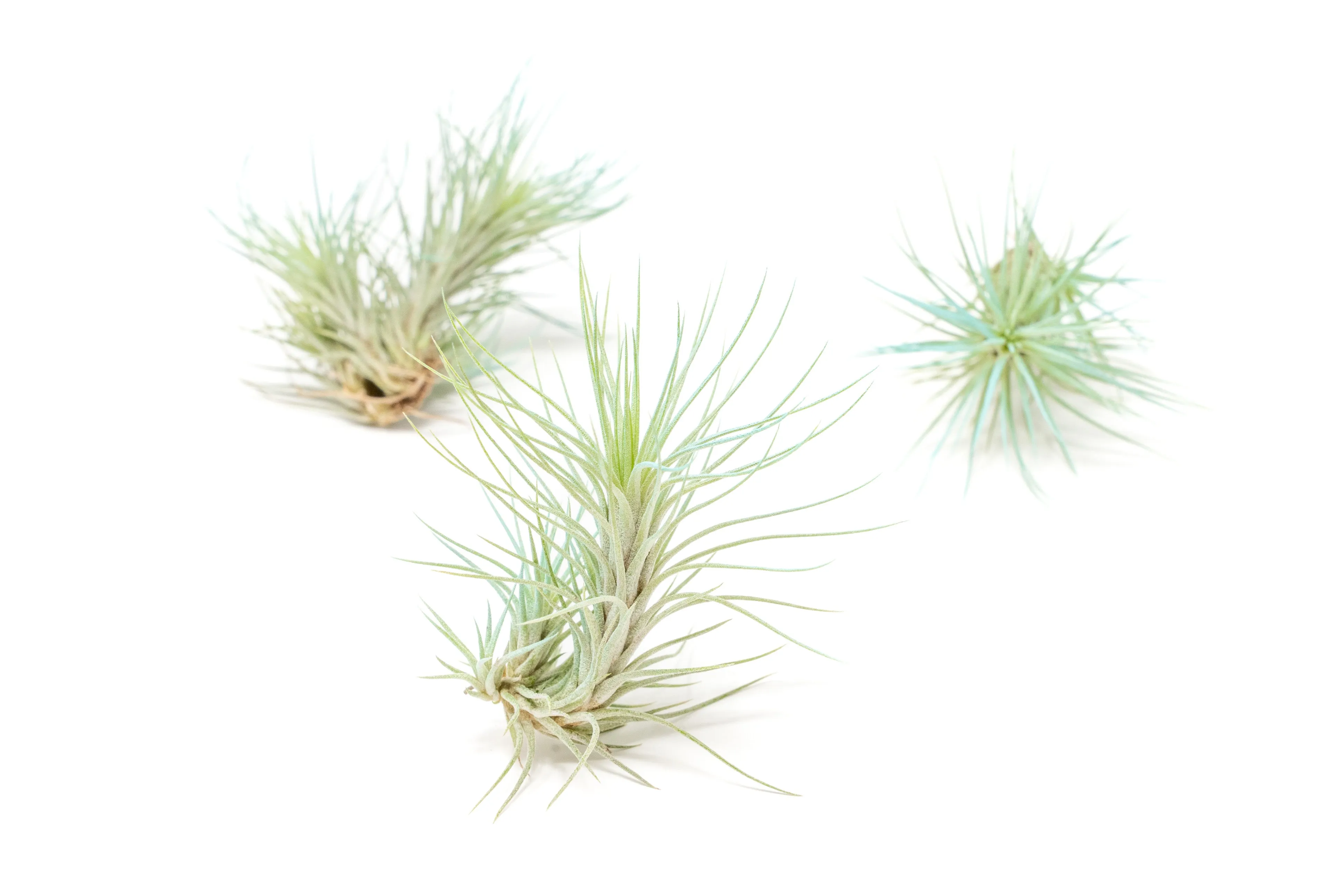 Light Blue Enhanced Tillandsia Air Plants - Colorful Air Plants