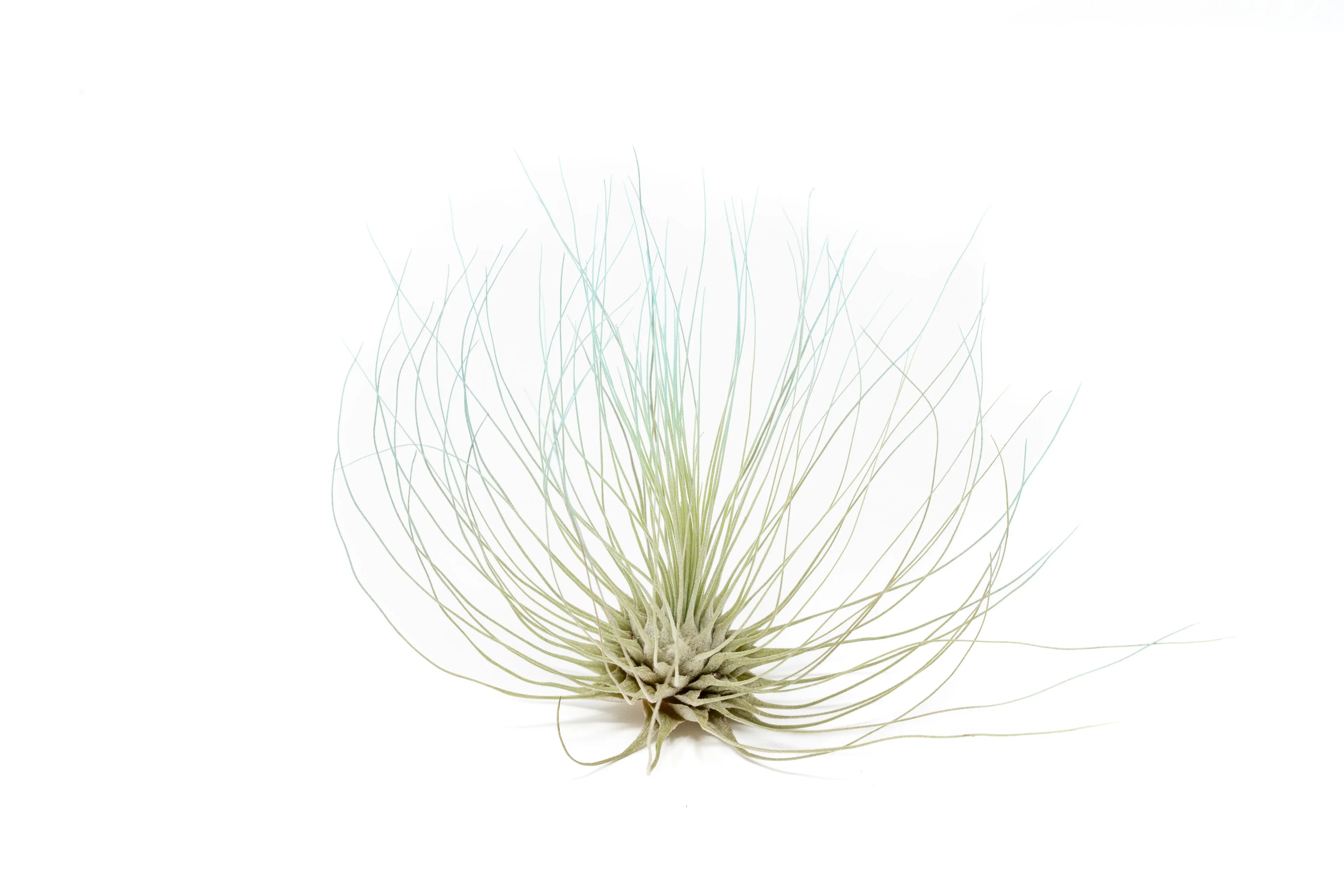 Light Blue Enhanced Tillandsia Air Plants - Colorful Air Plants