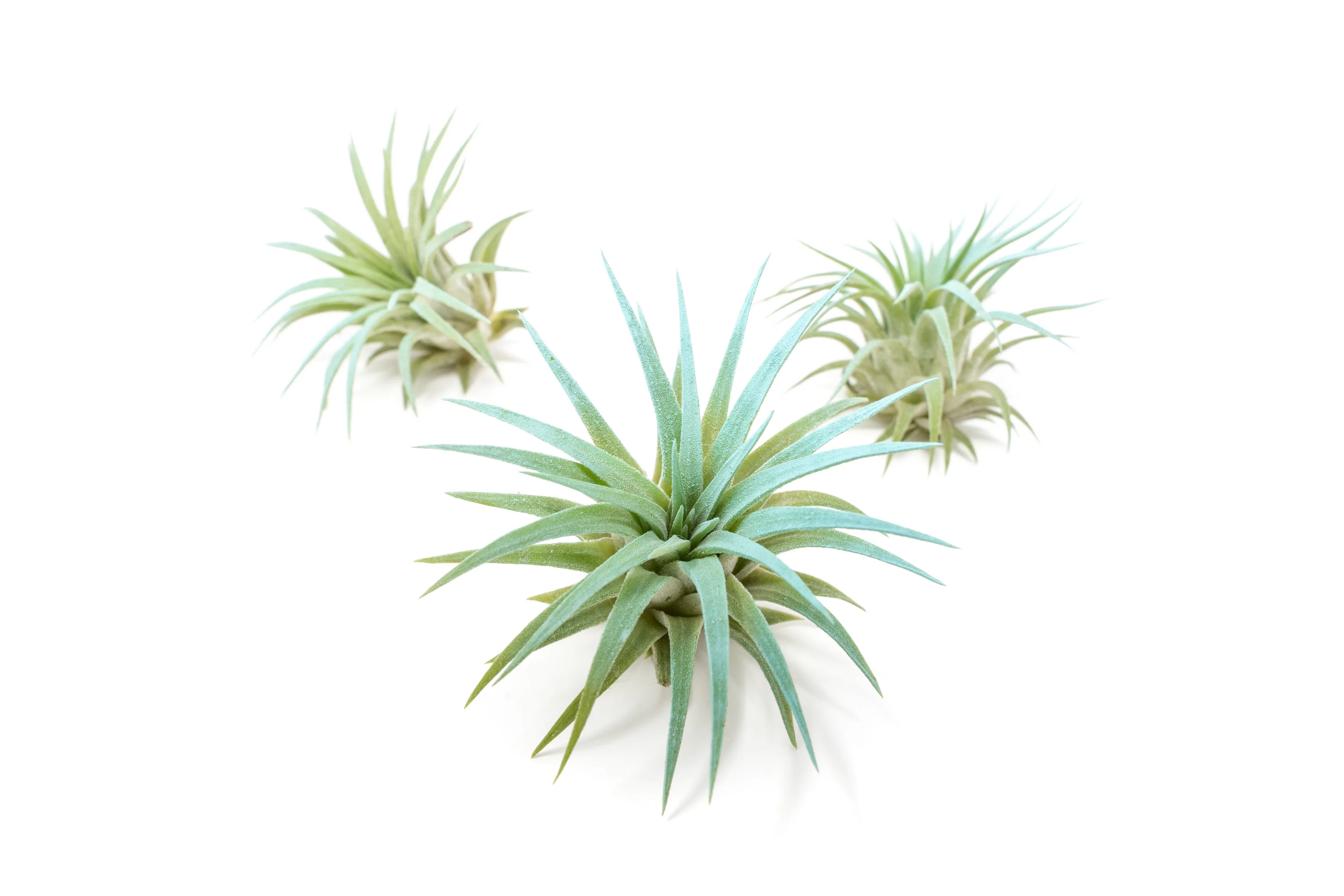 Light Blue Enhanced Tillandsia Air Plants - Colorful Air Plants