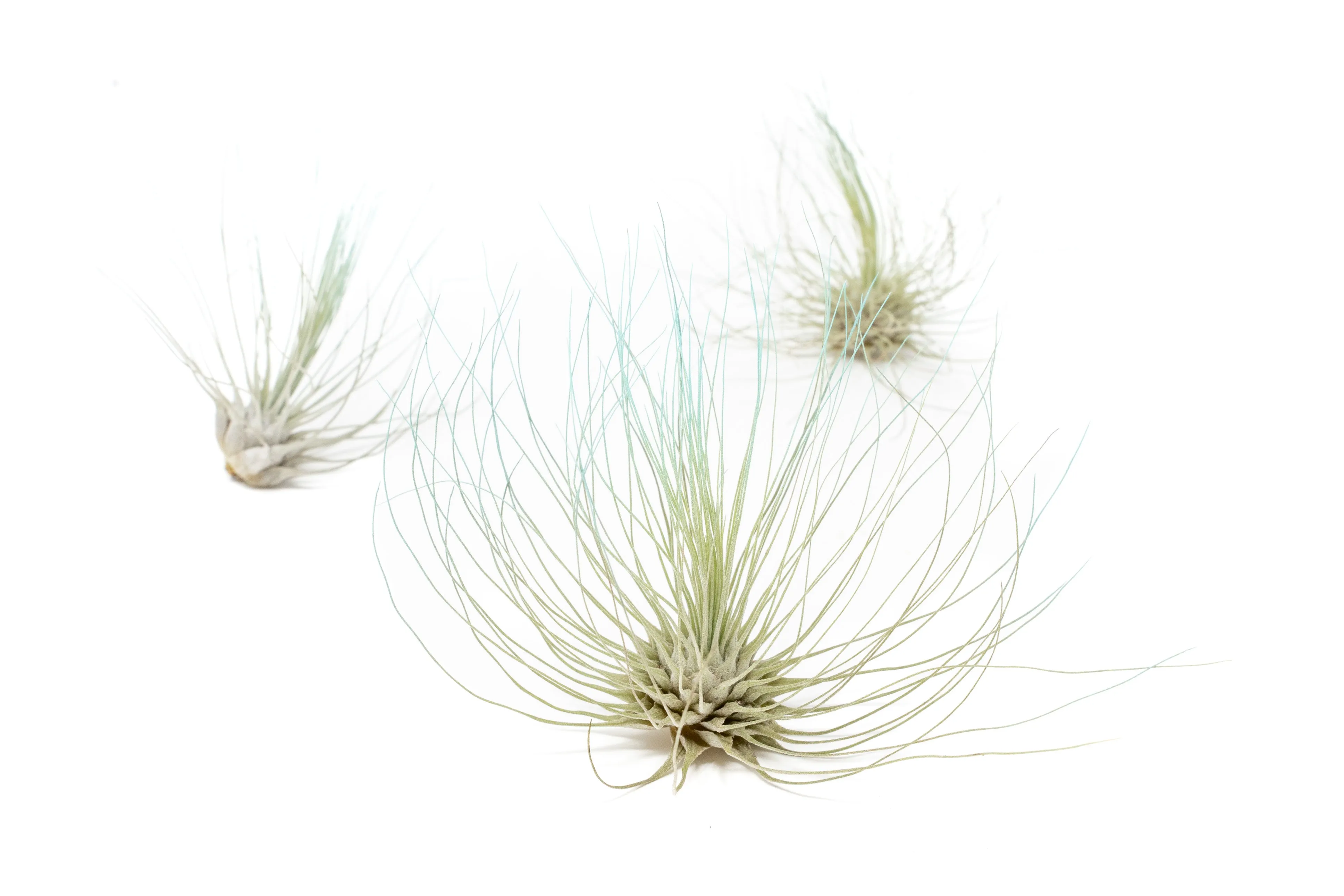 Light Blue Enhanced Tillandsia Air Plants - Colorful Air Plants