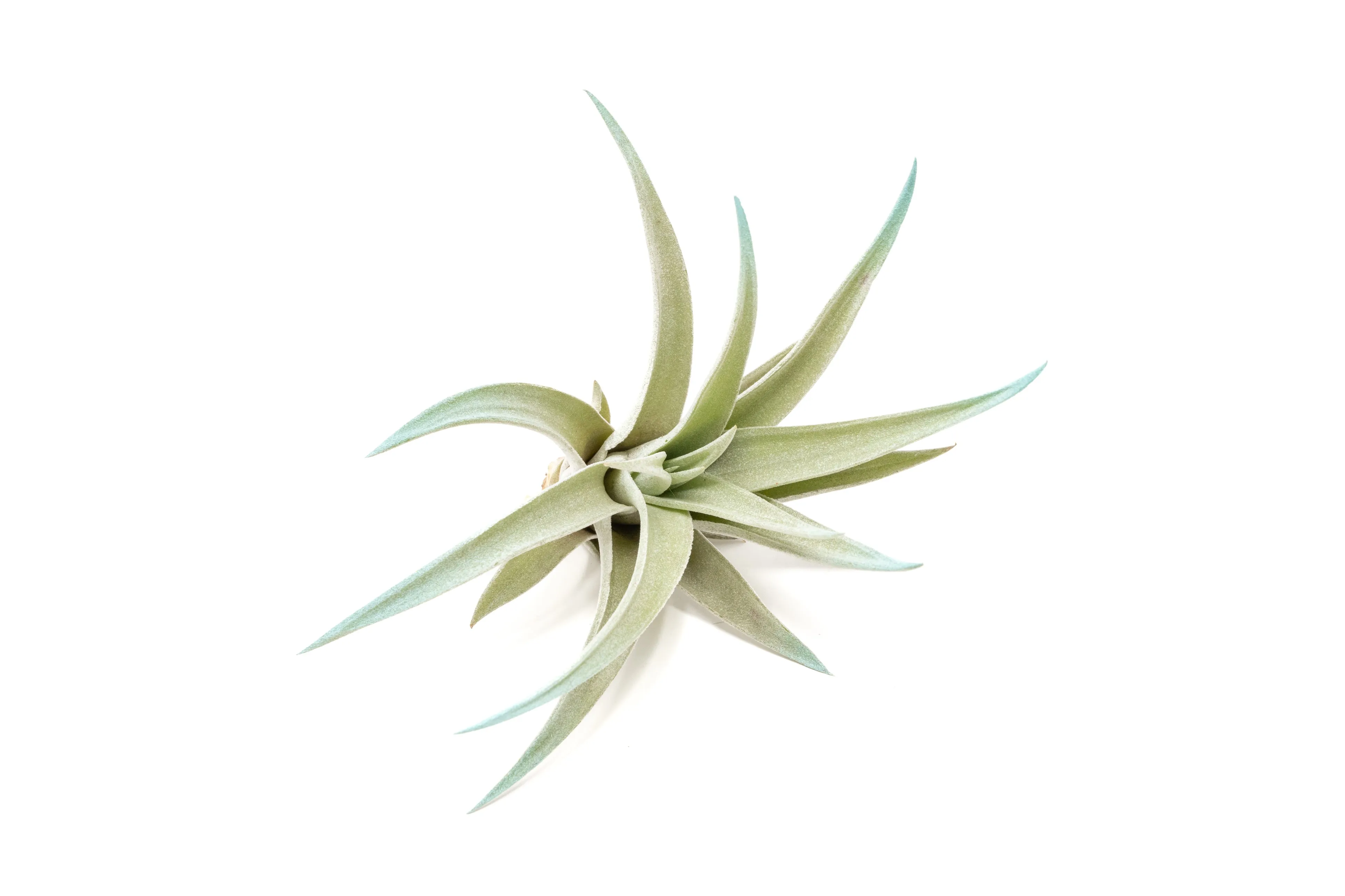 Light Blue Enhanced Tillandsia Air Plants - Colorful Air Plants