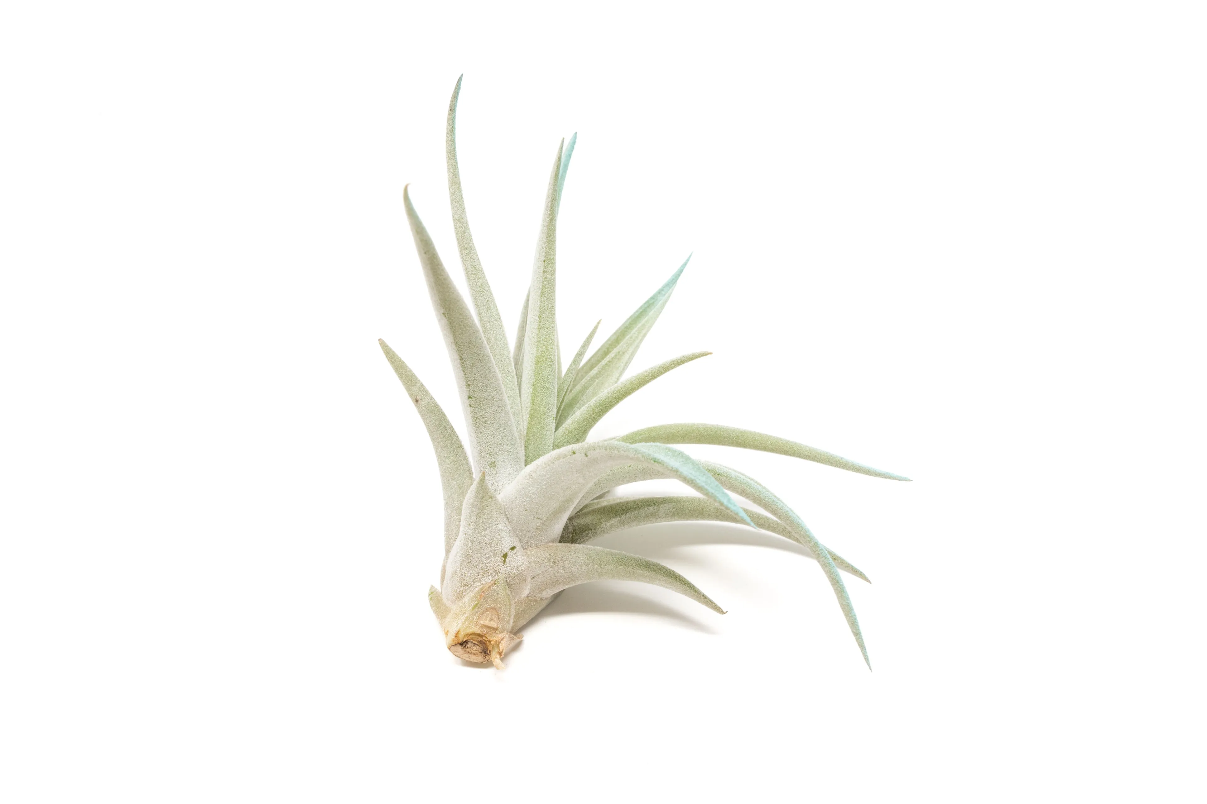 Light Blue Enhanced Tillandsia Air Plants - Colorful Air Plants