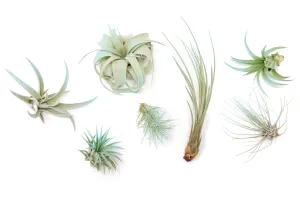 Light Blue Enhanced Tillandsia Air Plants - Colorful Air Plants