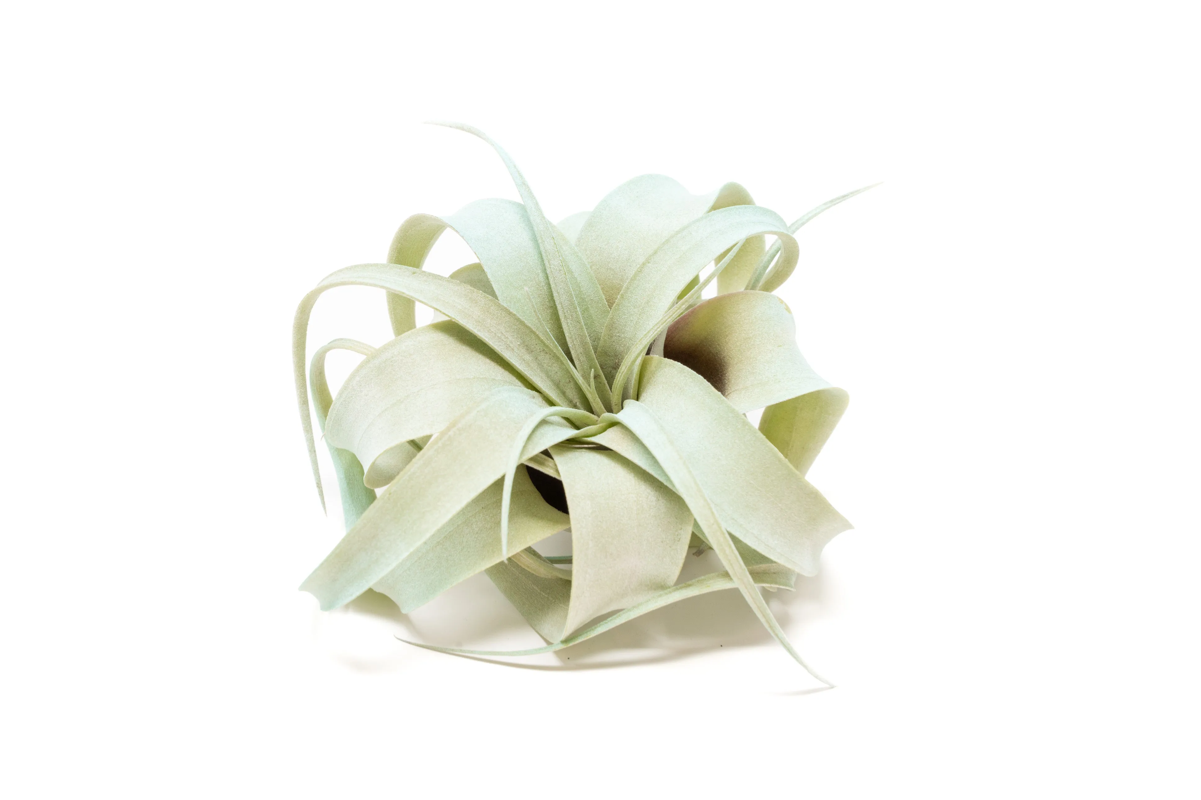 Light Blue Enhanced Tillandsia Air Plants - Colorful Air Plants