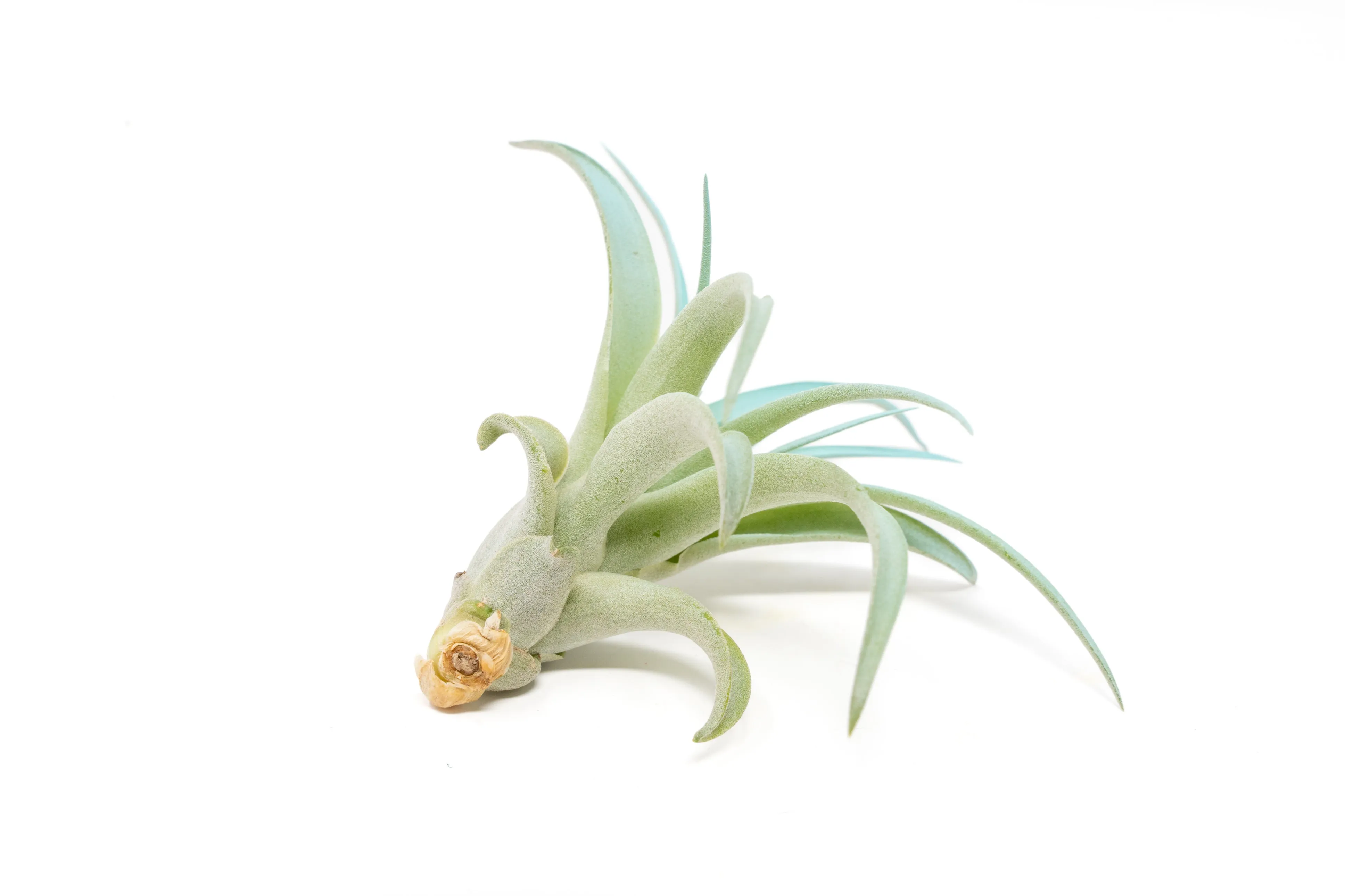 Light Blue Enhanced Tillandsia Air Plants - Colorful Air Plants