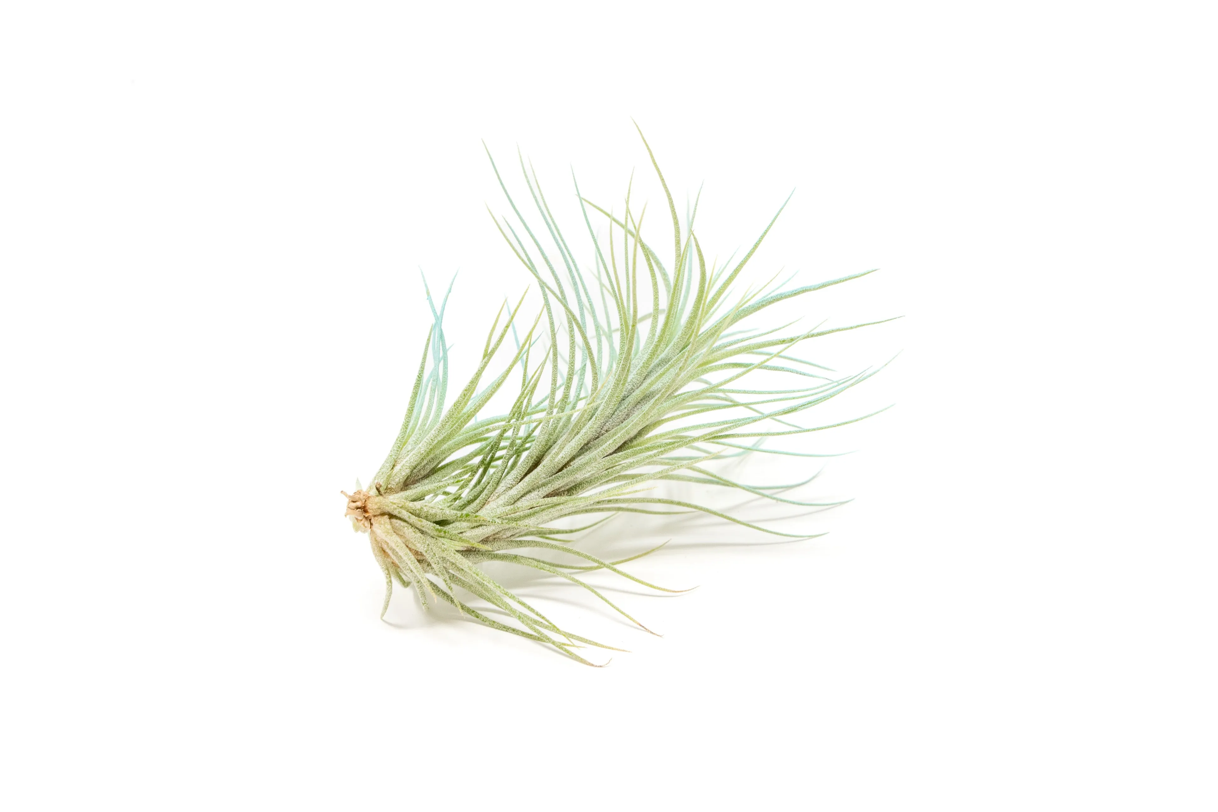 Light Blue Enhanced Tillandsia Air Plants - Colorful Air Plants