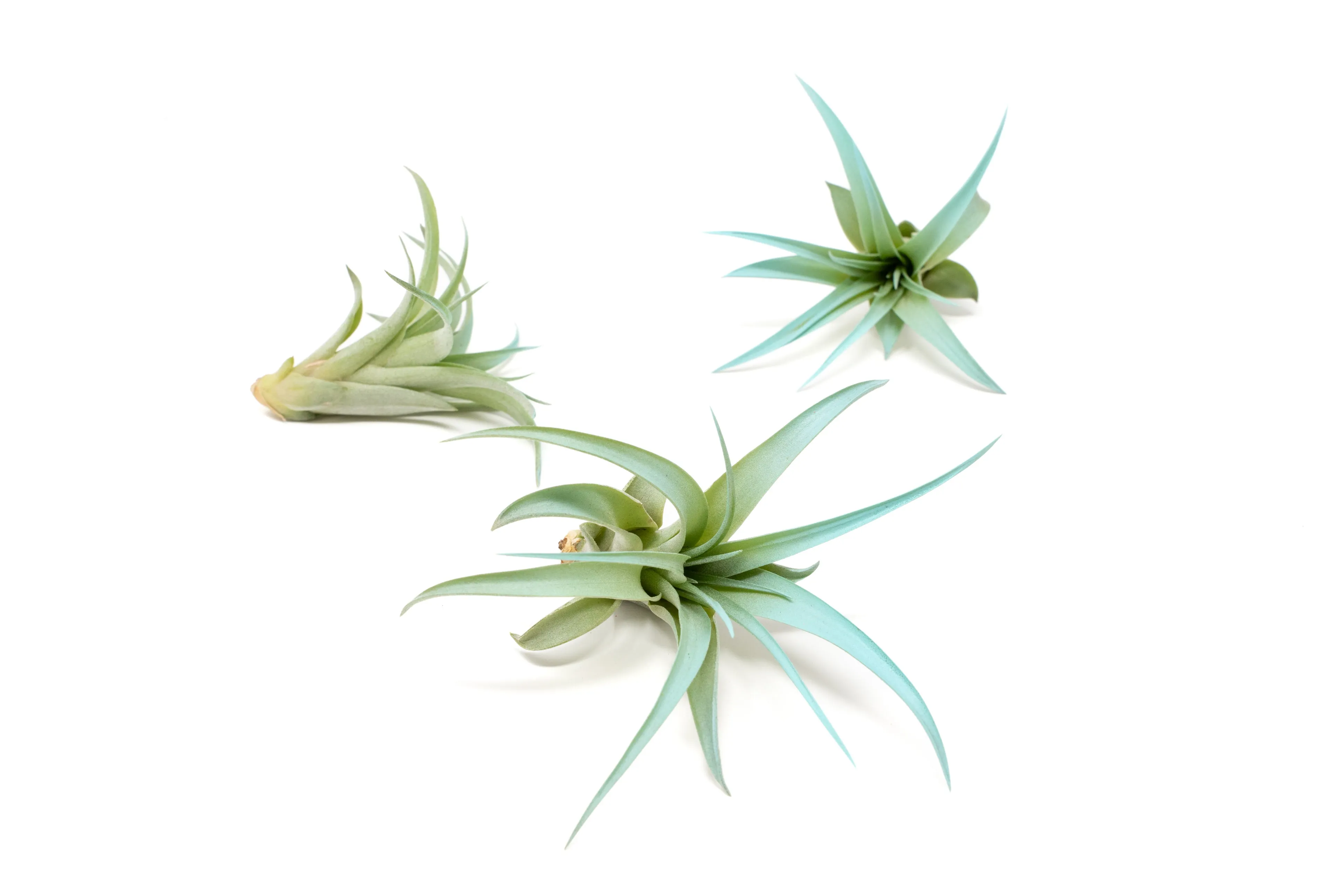 Light Blue Enhanced Tillandsia Air Plants - Colorful Air Plants