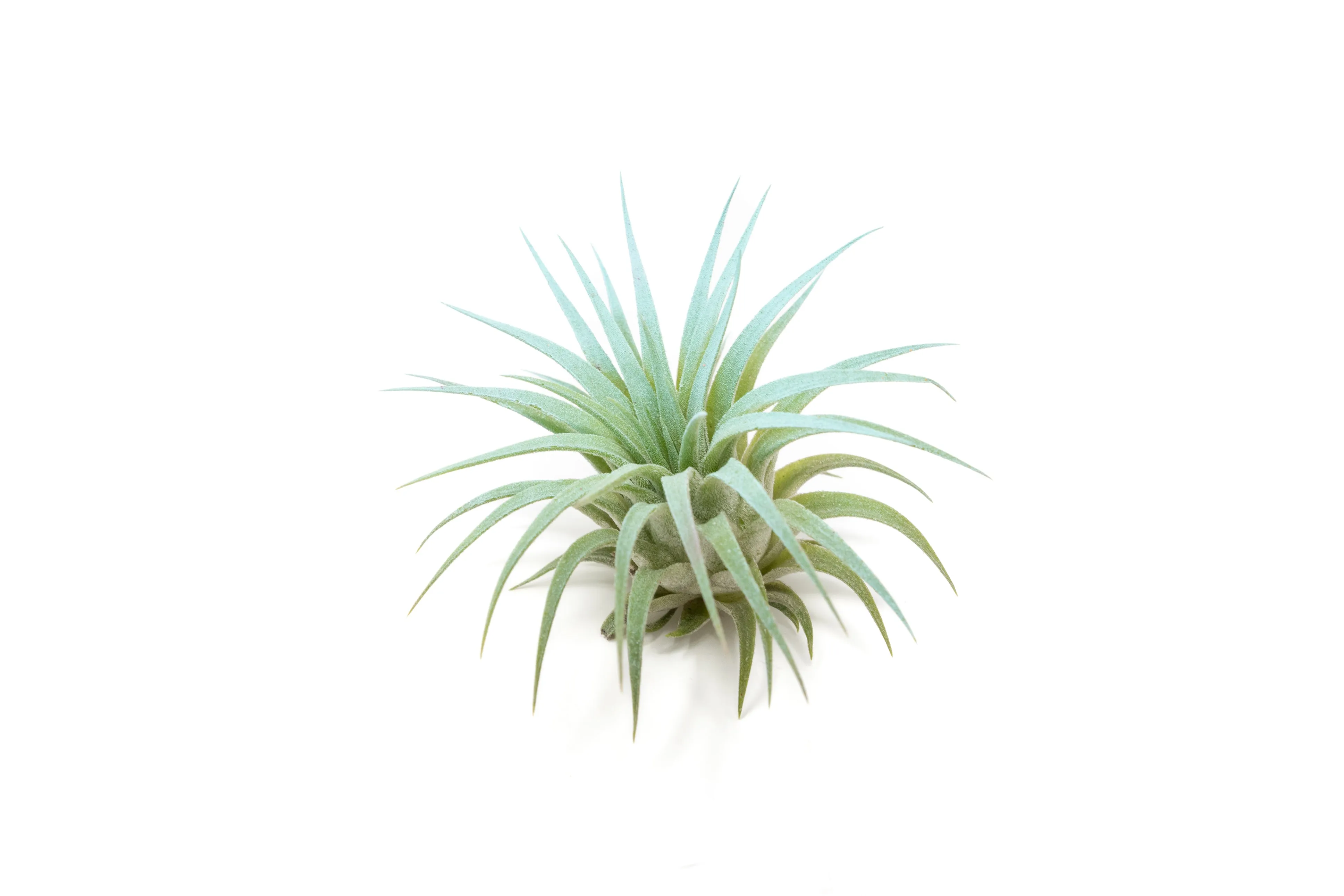 Light Blue Enhanced Tillandsia Air Plants - Colorful Air Plants