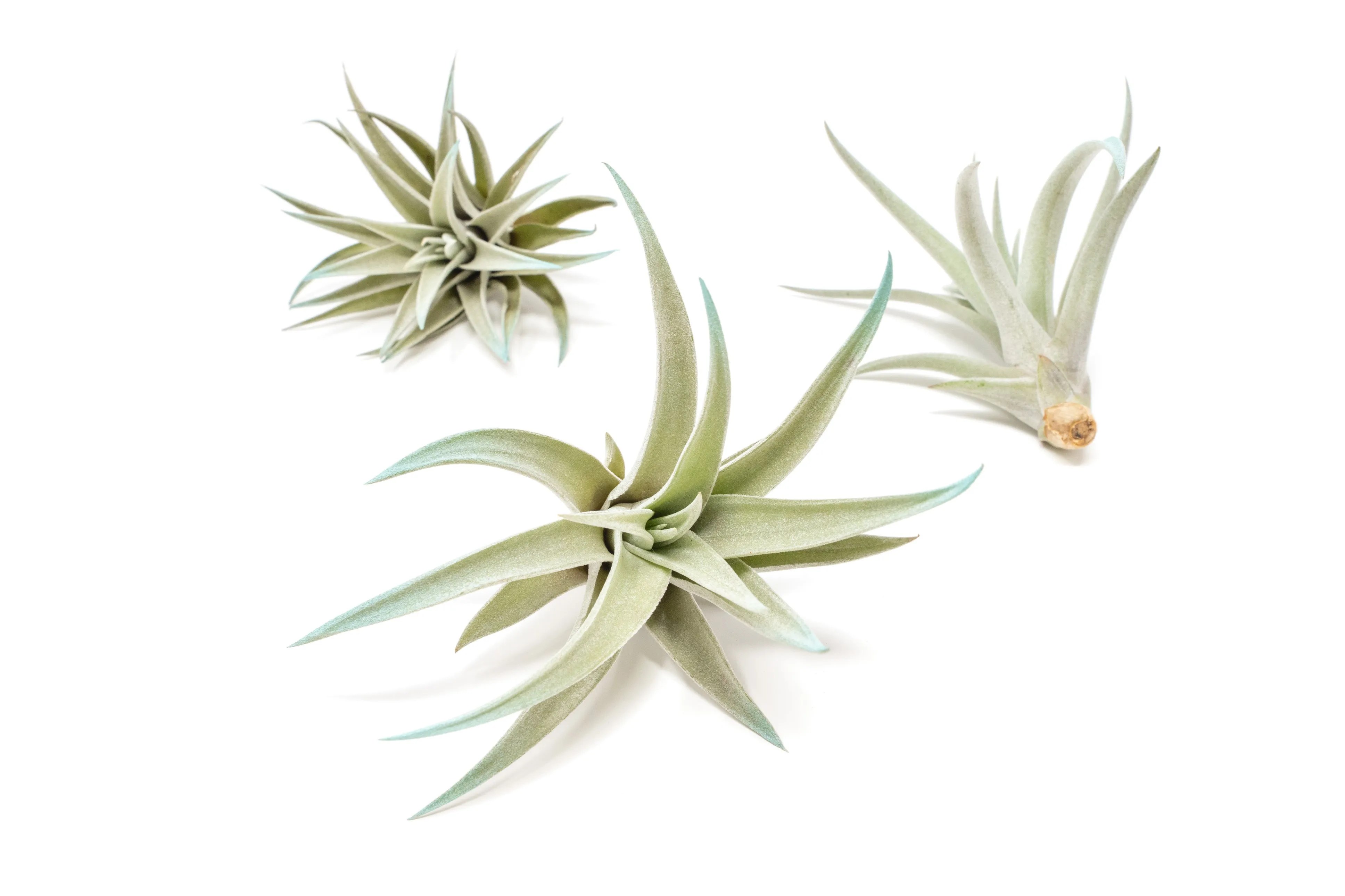 Light Blue Enhanced Tillandsia Air Plants - Colorful Air Plants