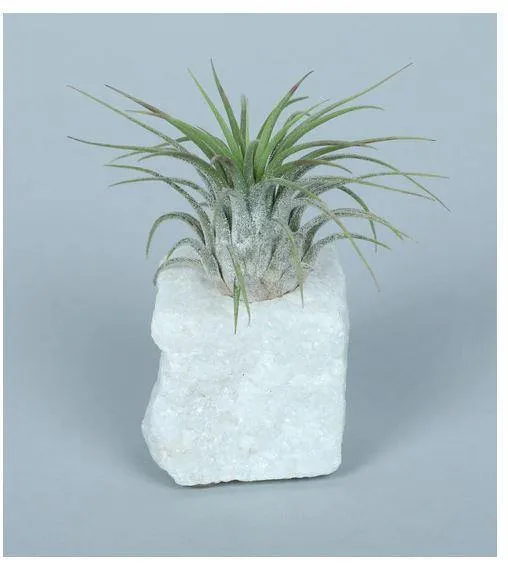 LiveTrends"Living Granite" - White Air Plant