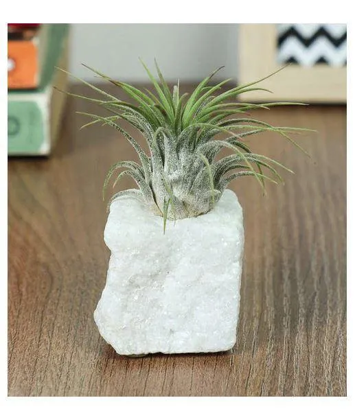 LiveTrends"Living Granite" - White Air Plant