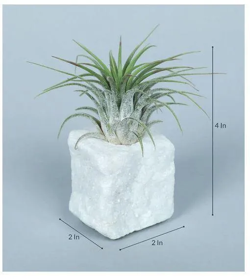 LiveTrends"Living Granite" - White Air Plant