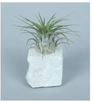 LiveTrends"Living Granite" - White Air Plant