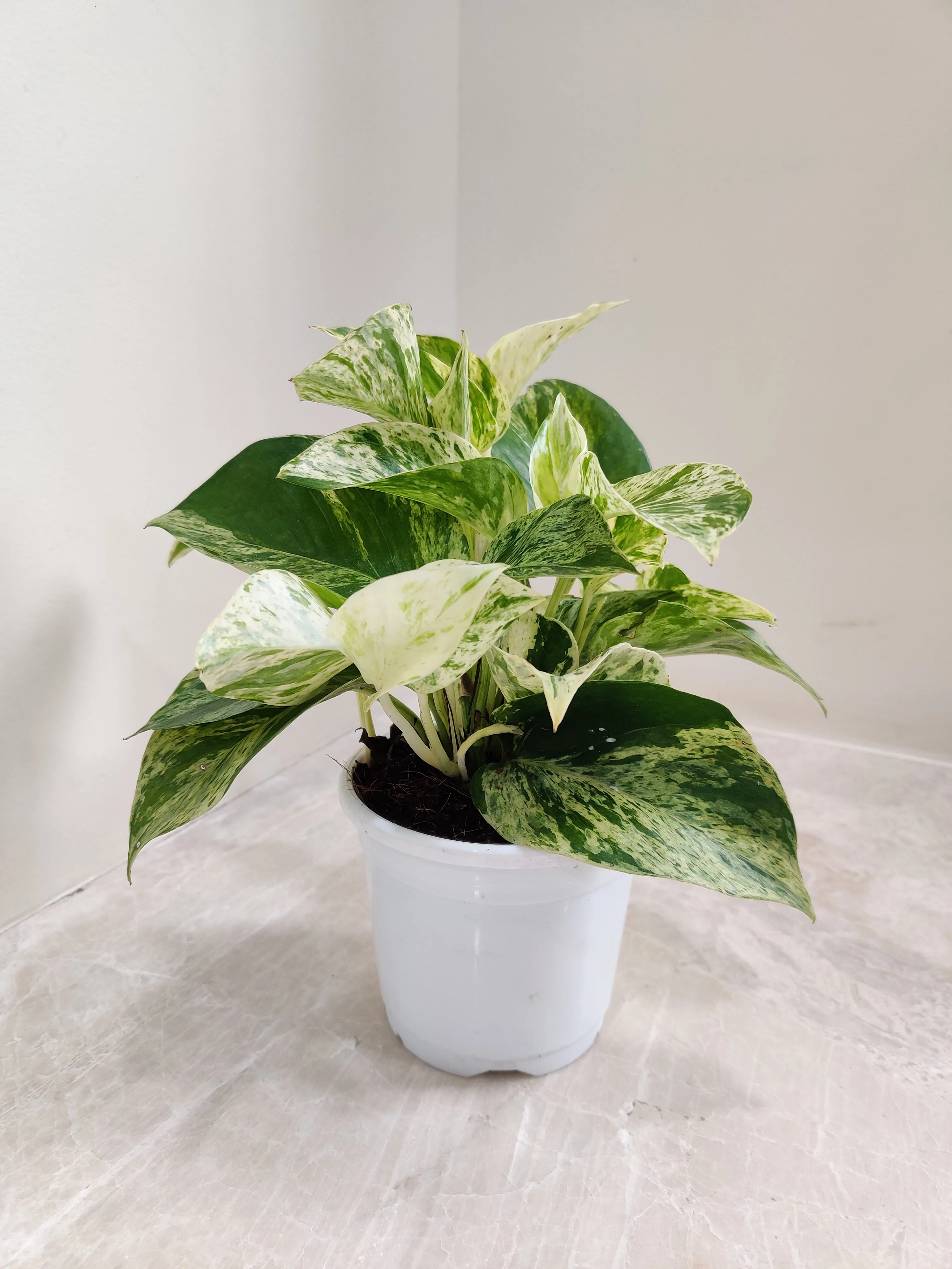 Money Plant Marble Queen