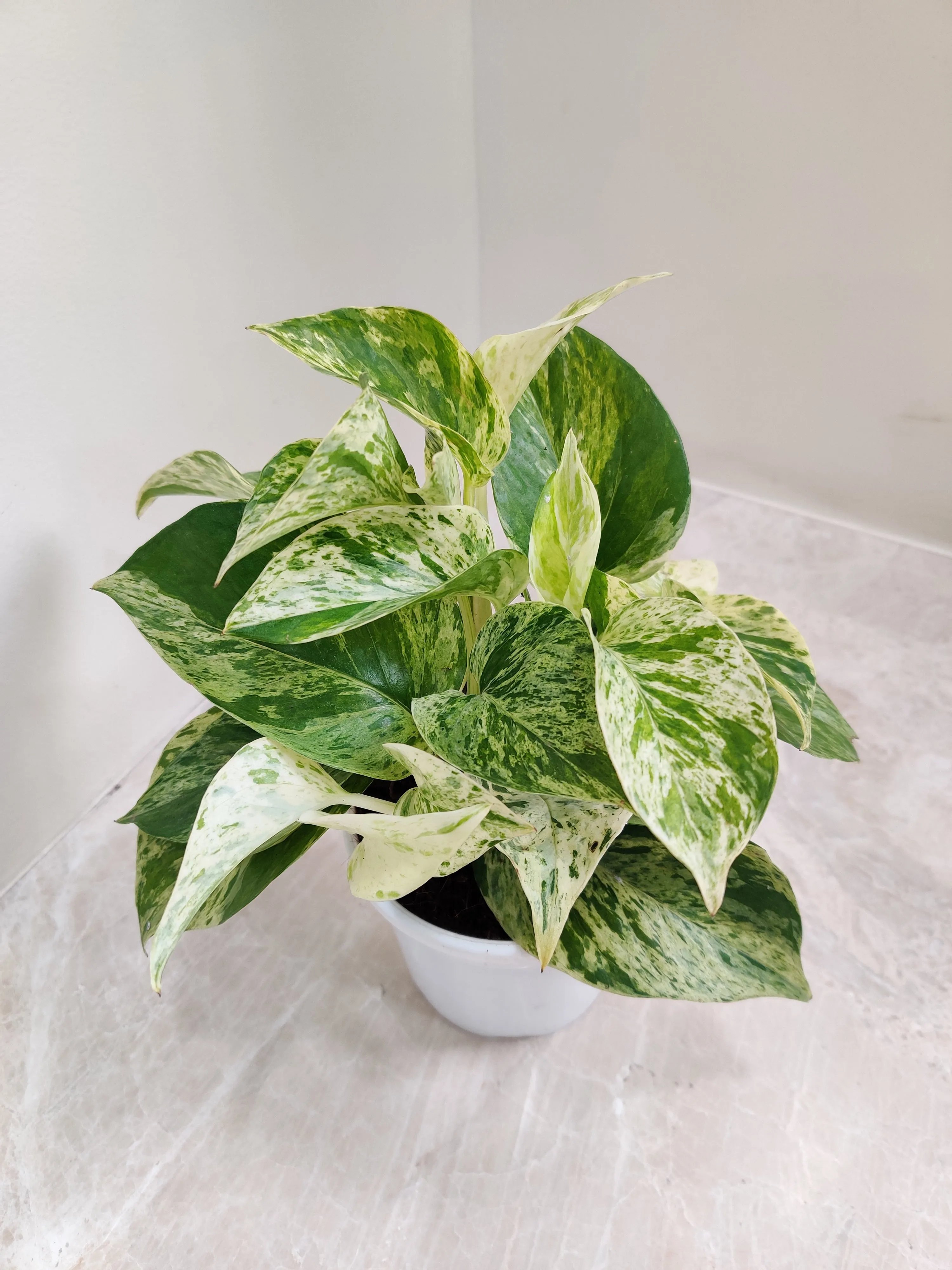 Money Plant Marble Queen