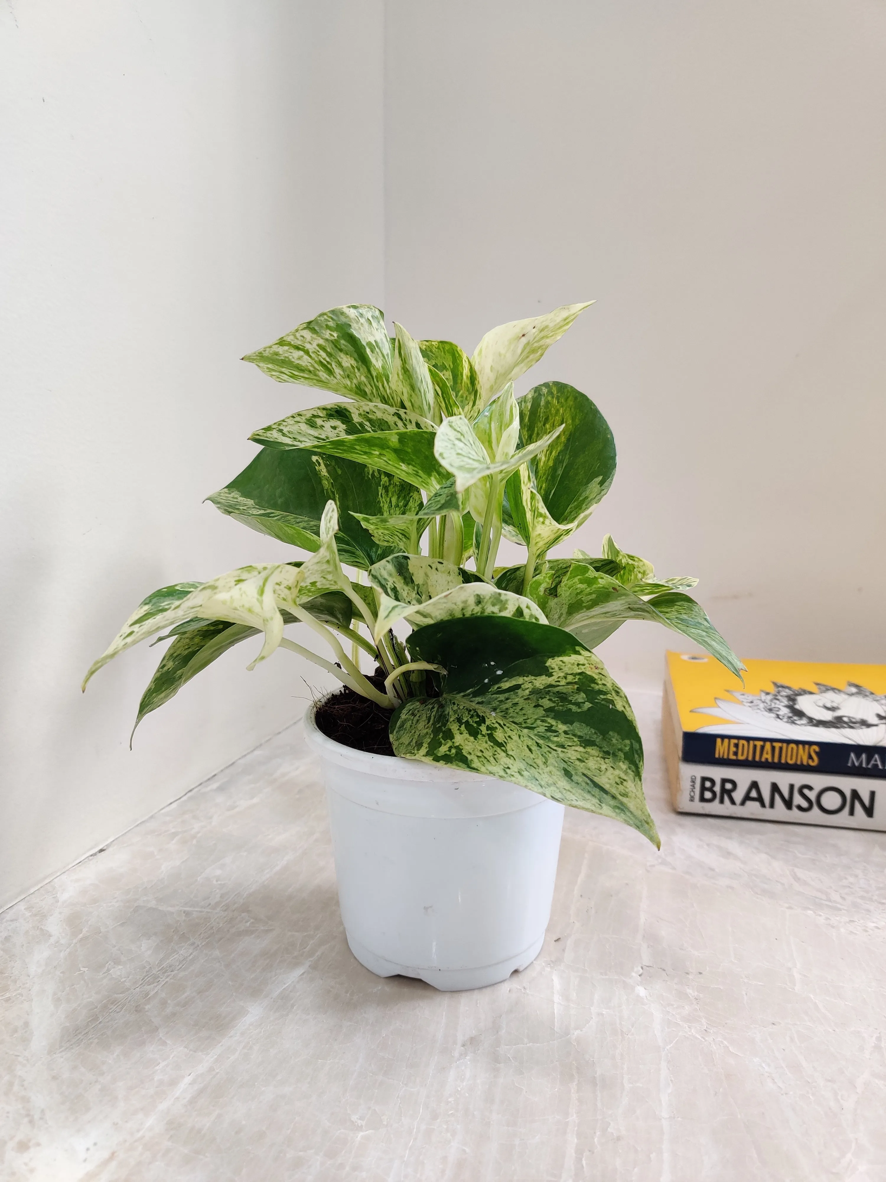 Money Plant Marble Queen