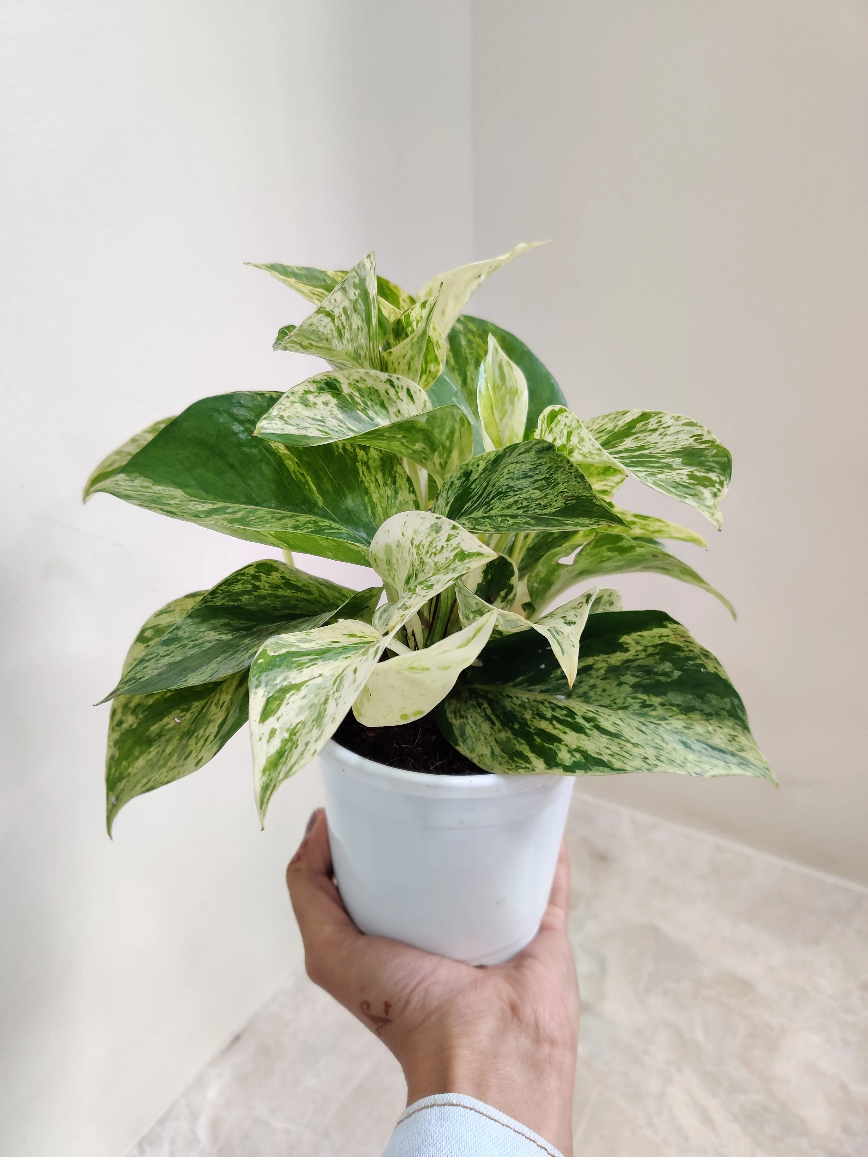 Money Plant Marble Queen