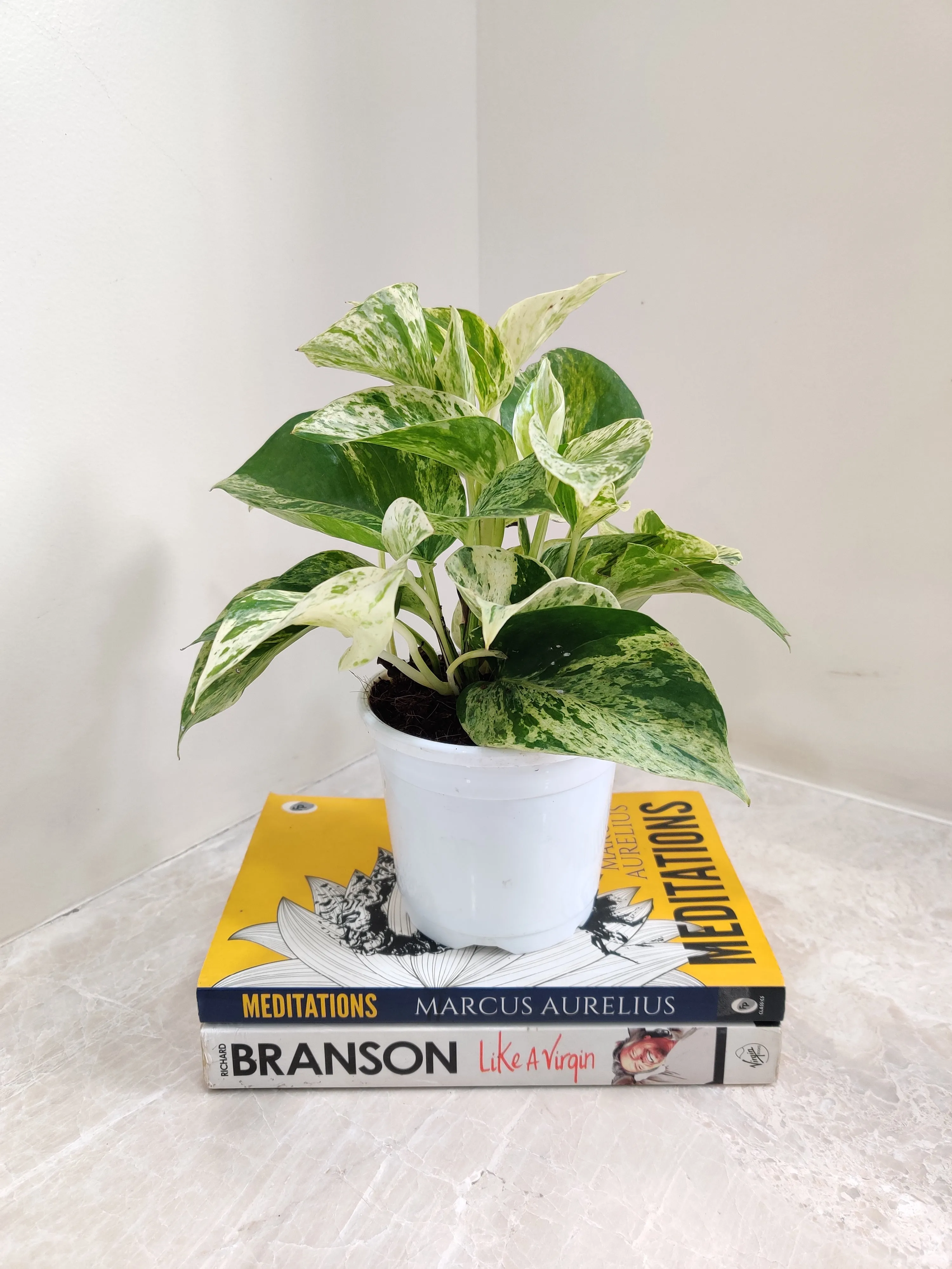 Money Plant Marble Queen