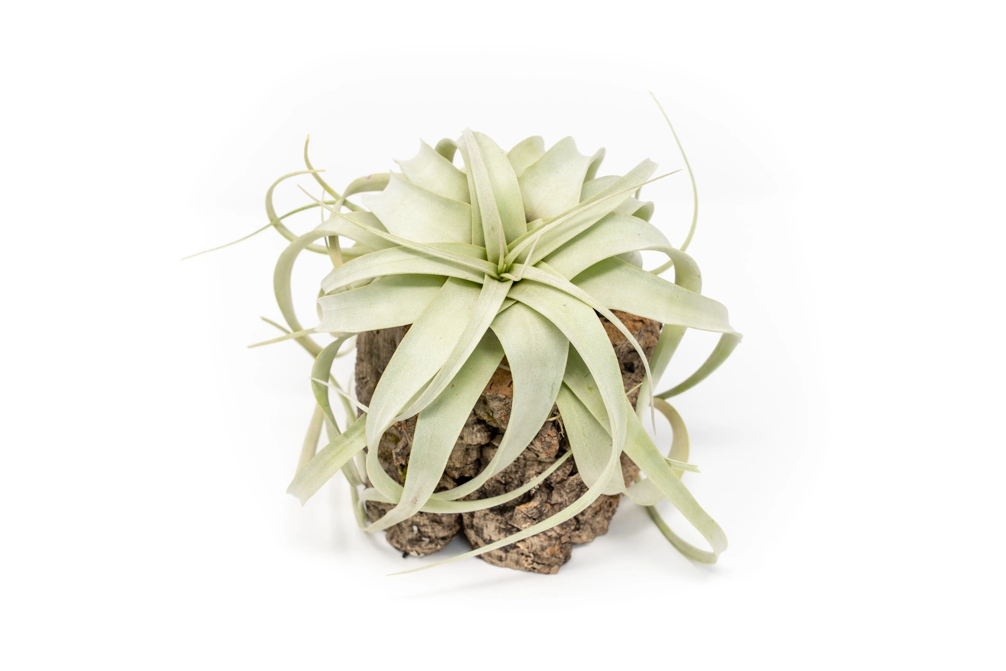 Natural Cork Bark Planters with Mini Tillandsia Xerographica Air Plant