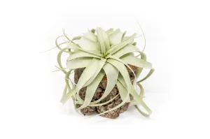 Natural Cork Bark Planters with Mini Tillandsia Xerographica Air Plant