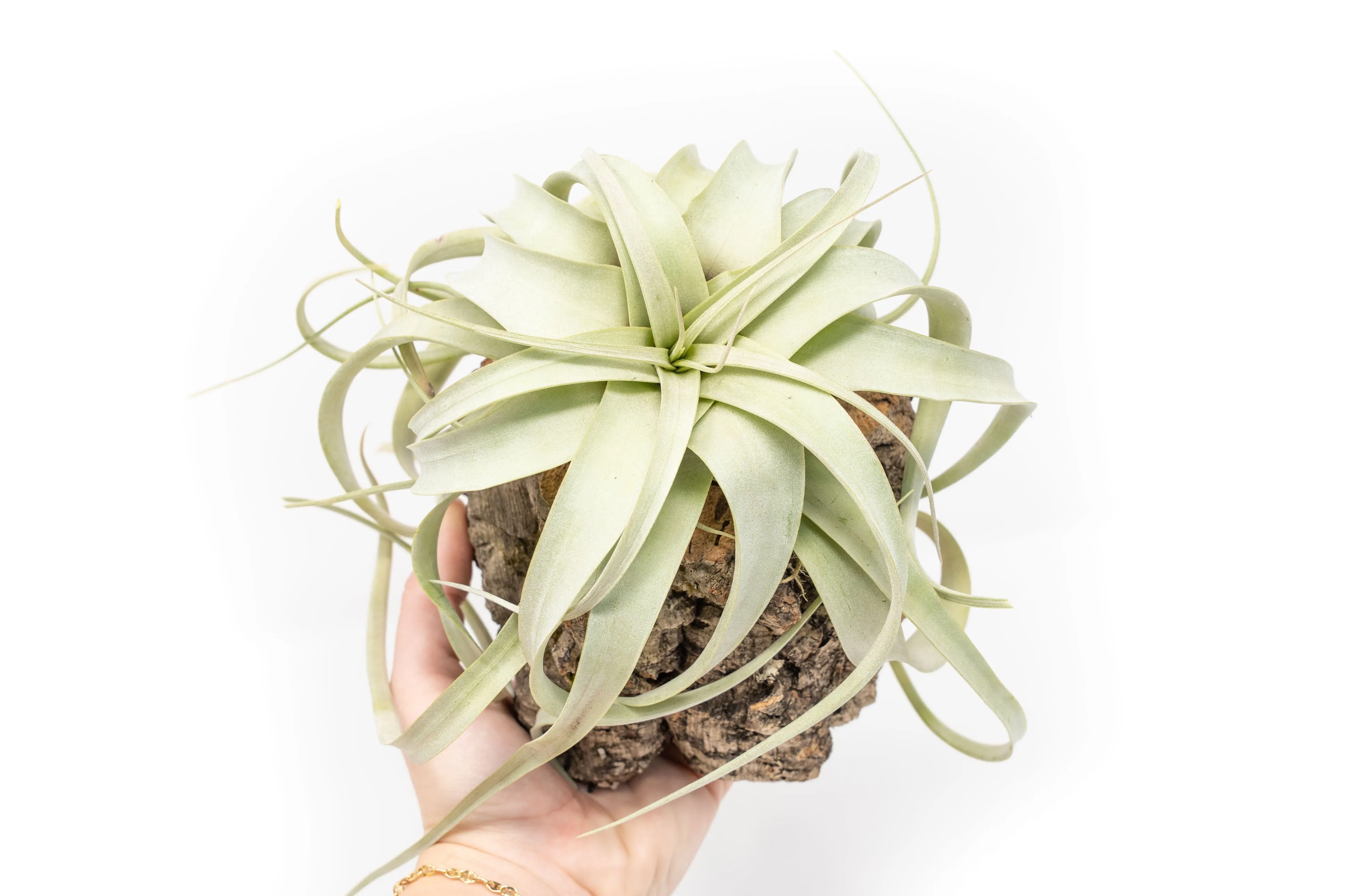 Natural Cork Bark Planters with Mini Tillandsia Xerographica Air Plant